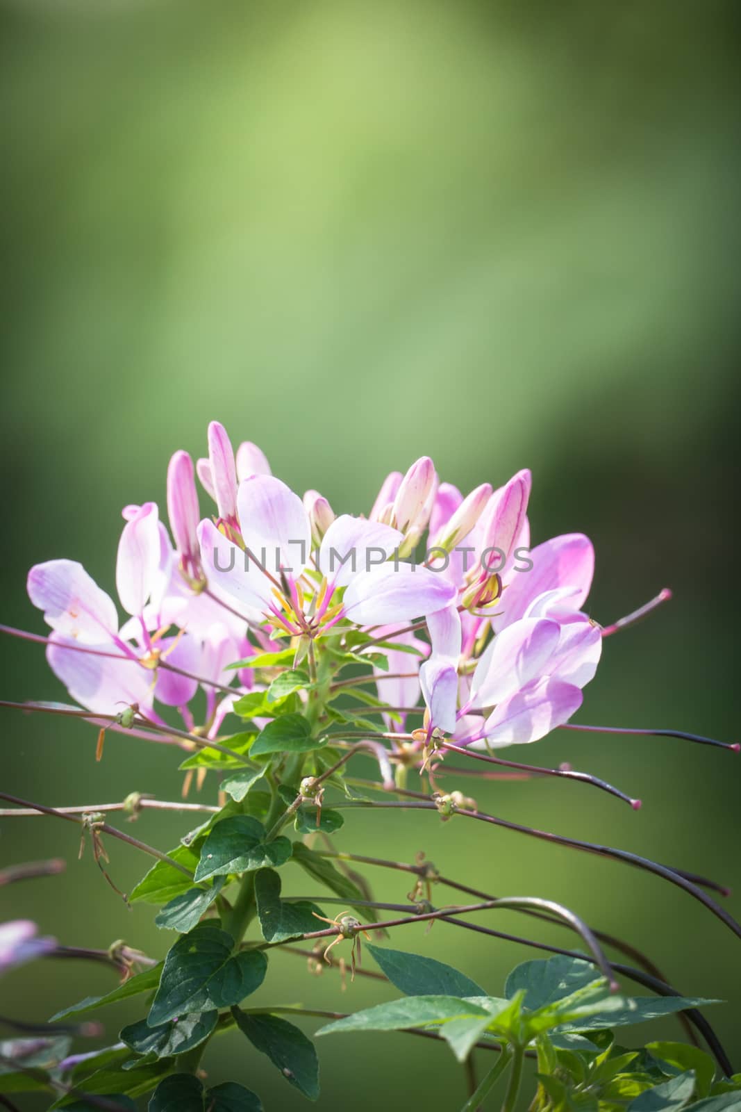 The background image of the colorful flowers by teerawit