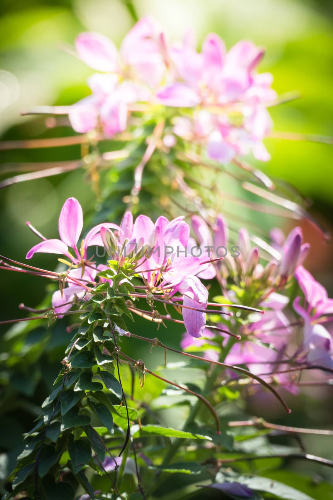 The background image of the colorful flowers by teerawit