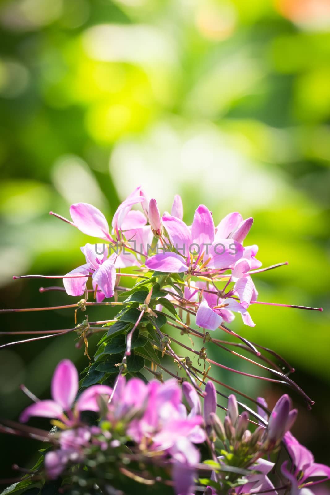 The background image of the colorful flowers by teerawit