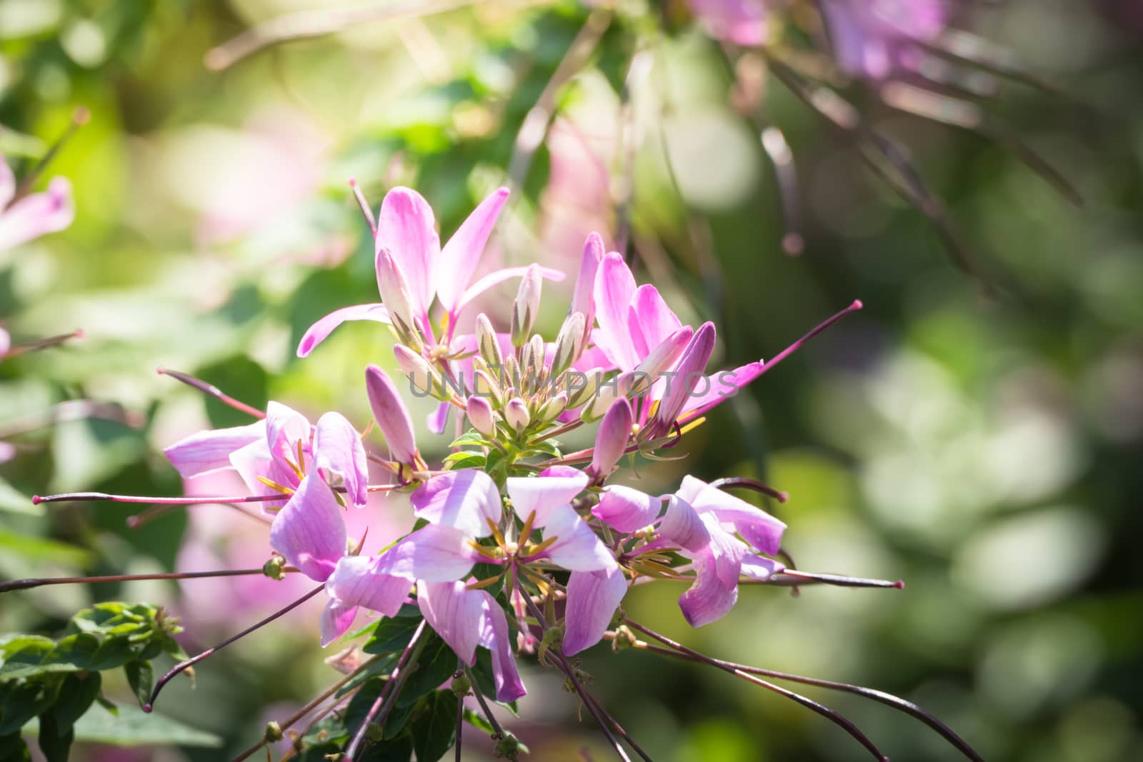 The background image of the colorful flowers by teerawit