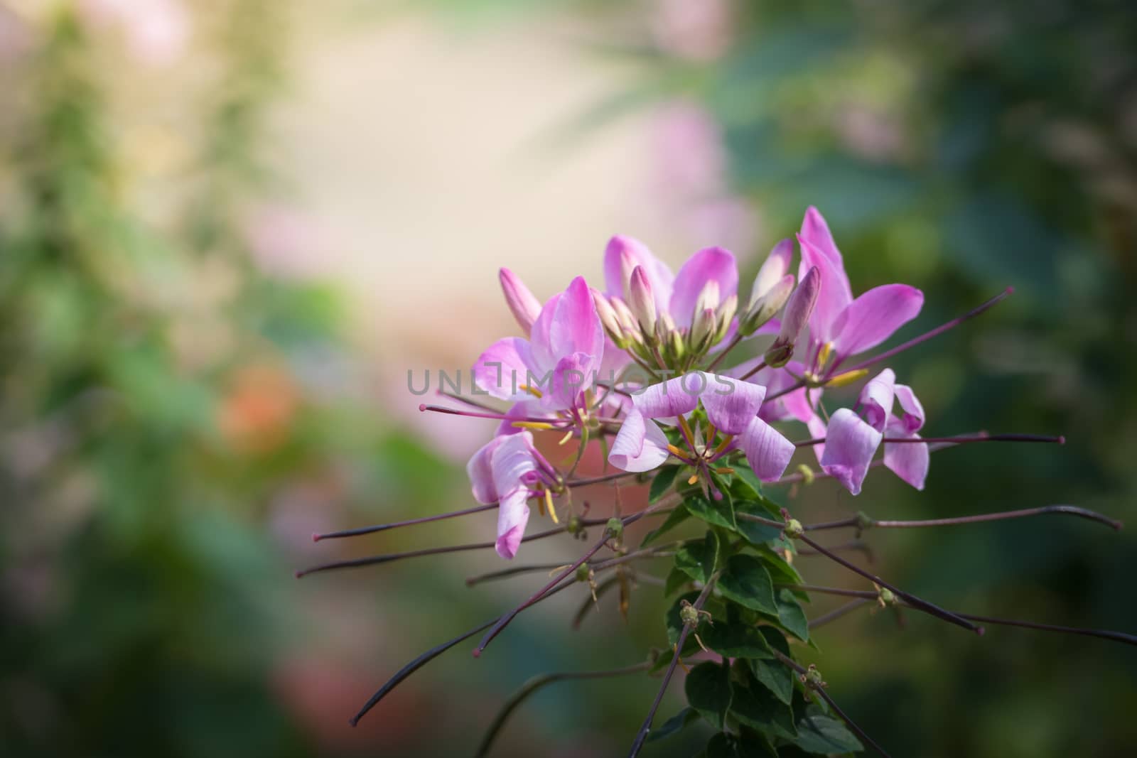 The background image of the colorful flowers, background nature