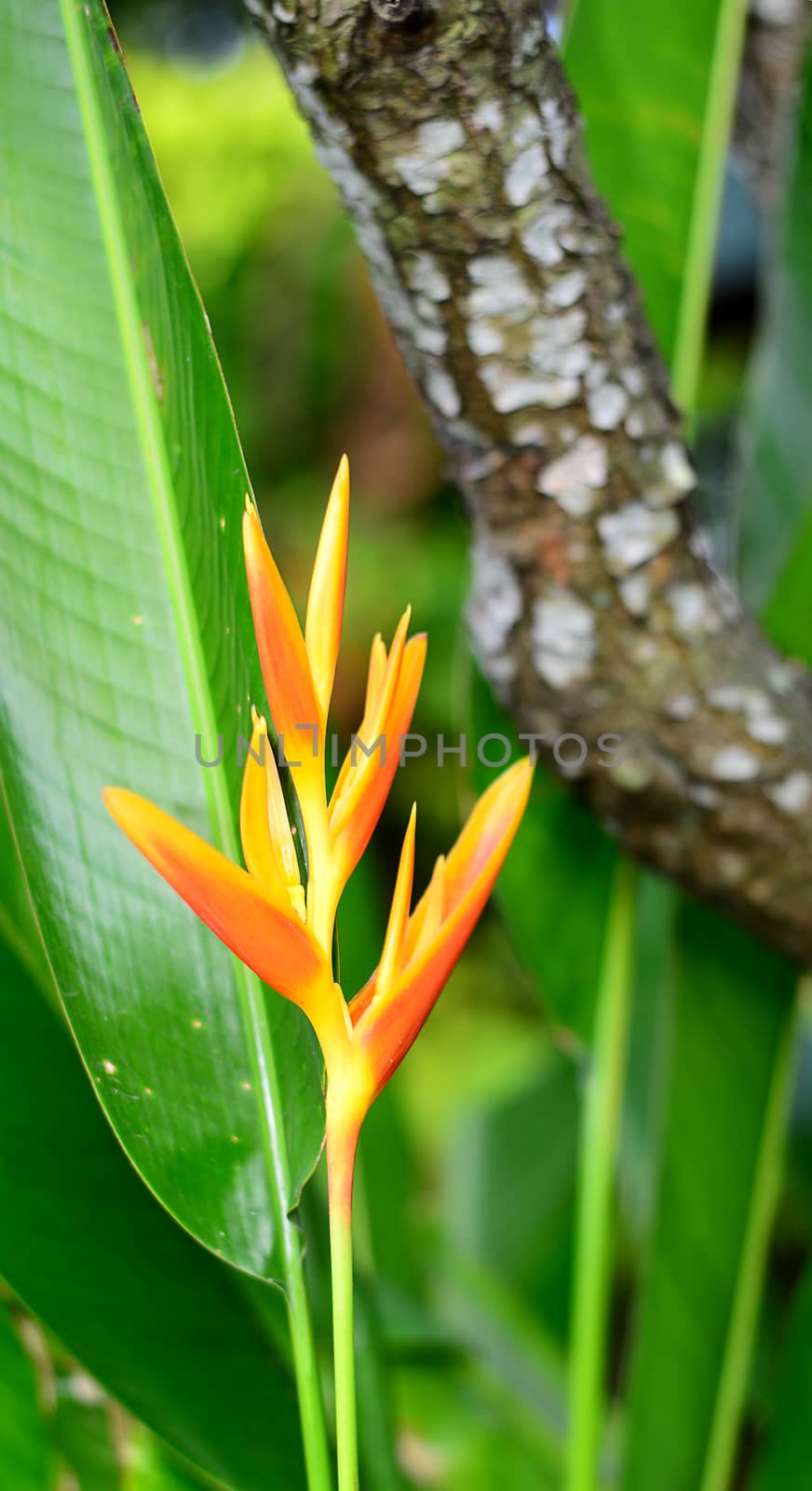 Fresh Yellow Heliconia Flower on the Wooden Bark Background by AekPN