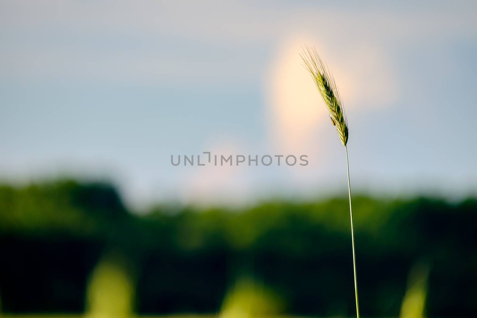 image of a corn field near Maisach in Bavaria, Germany in the evening