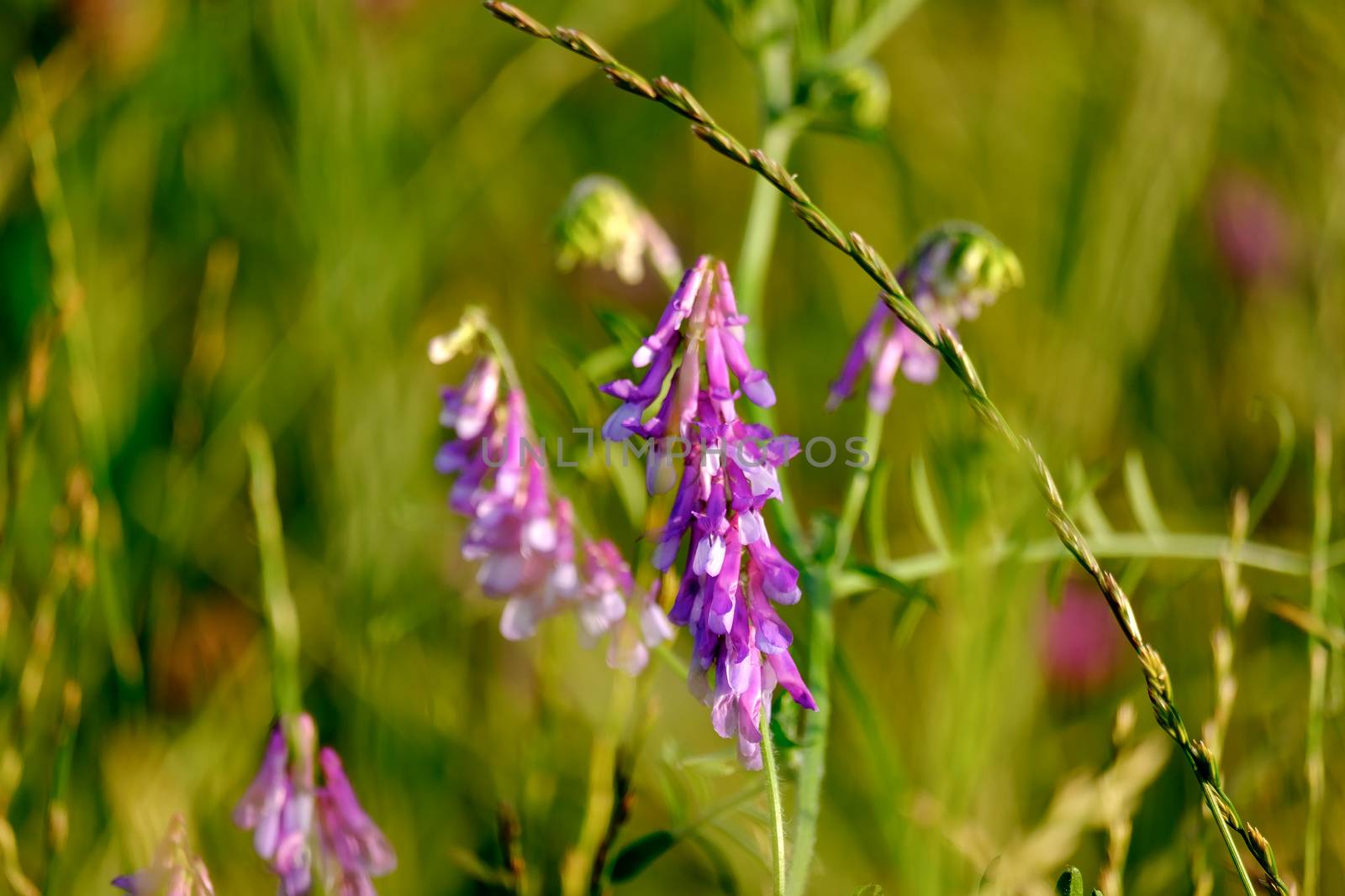 Closeup image of field flowers in a beautiful nature near Maisac by w20er
