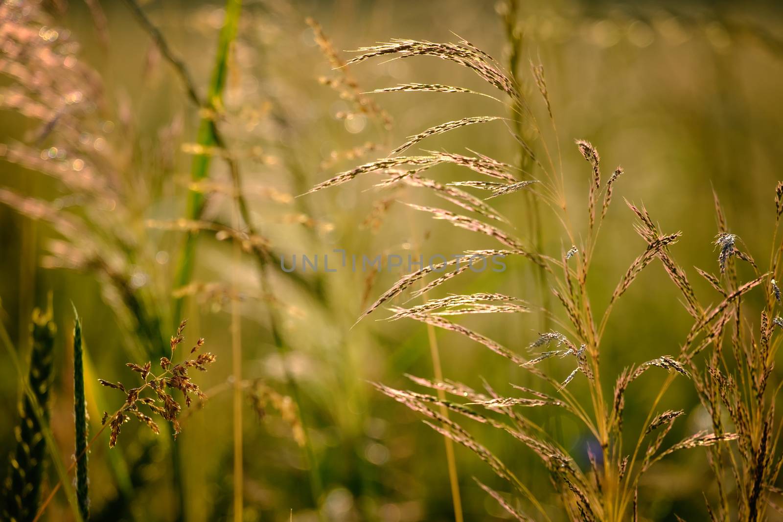 Closeup image of field plants in a beautiful nature near Maisach by w20er