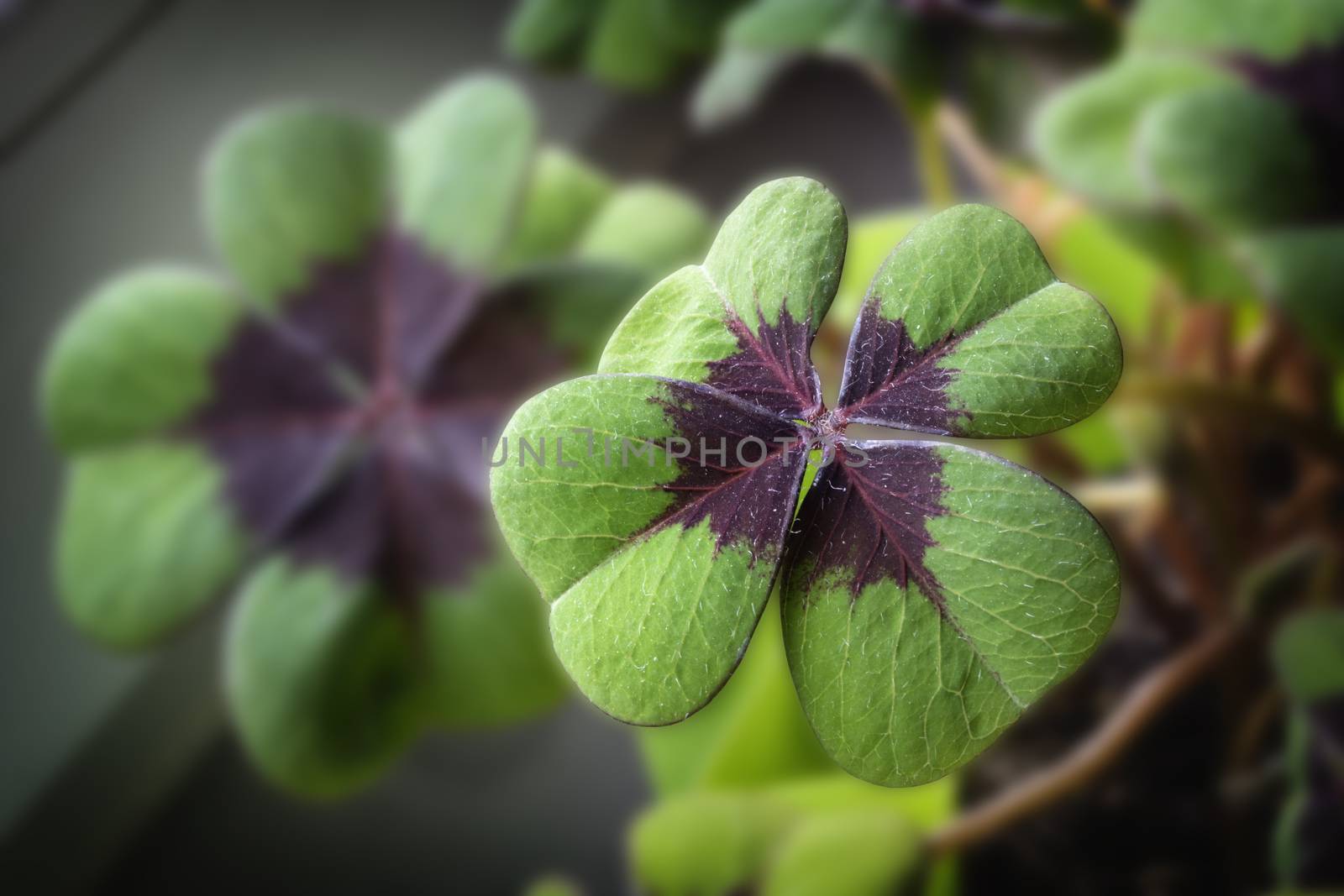 Image of lucky clover in a flowerpot on a window