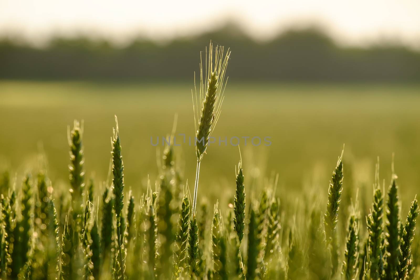 image of a corn field near Maisach by w20er