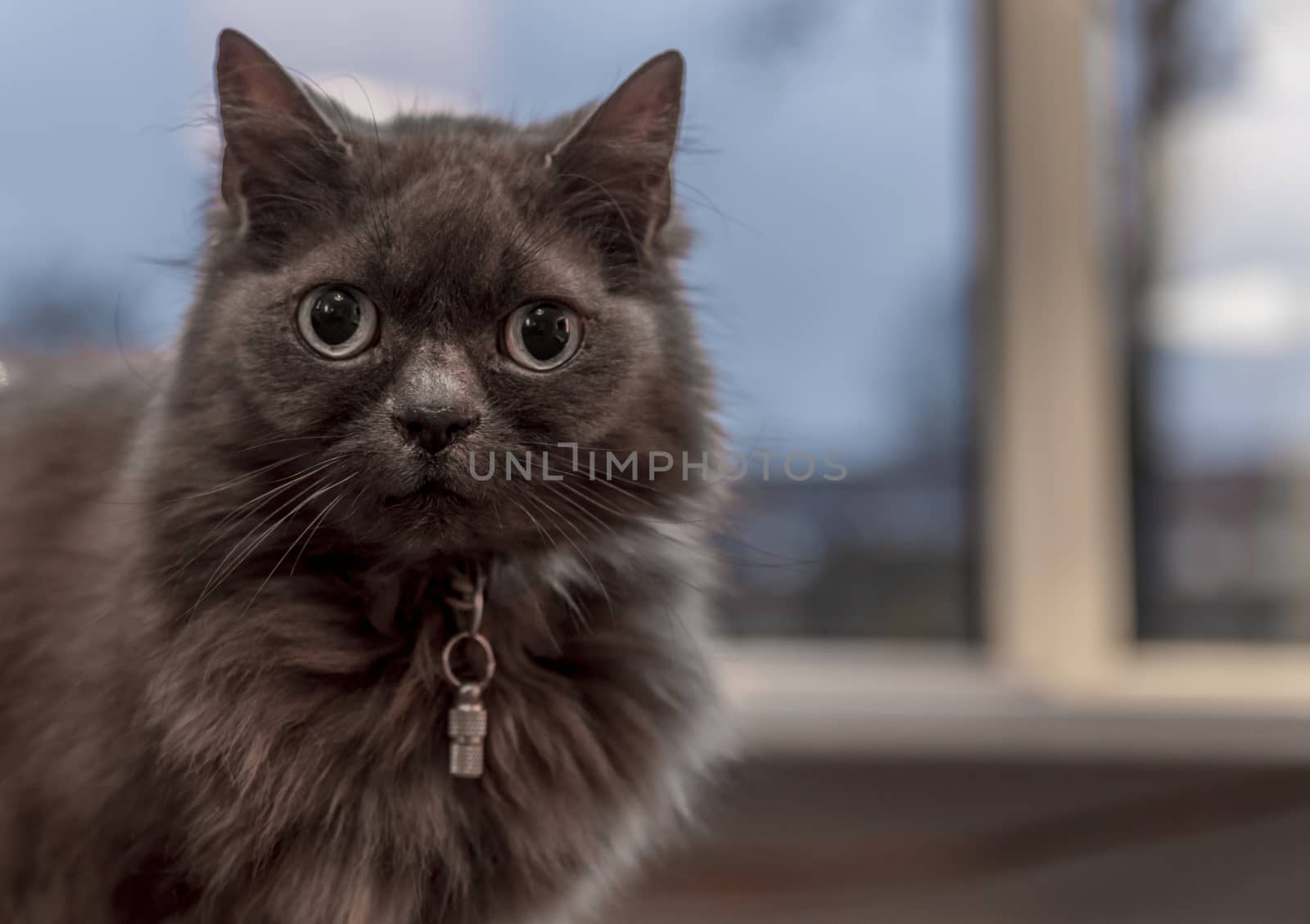 maine coon like domestic cat