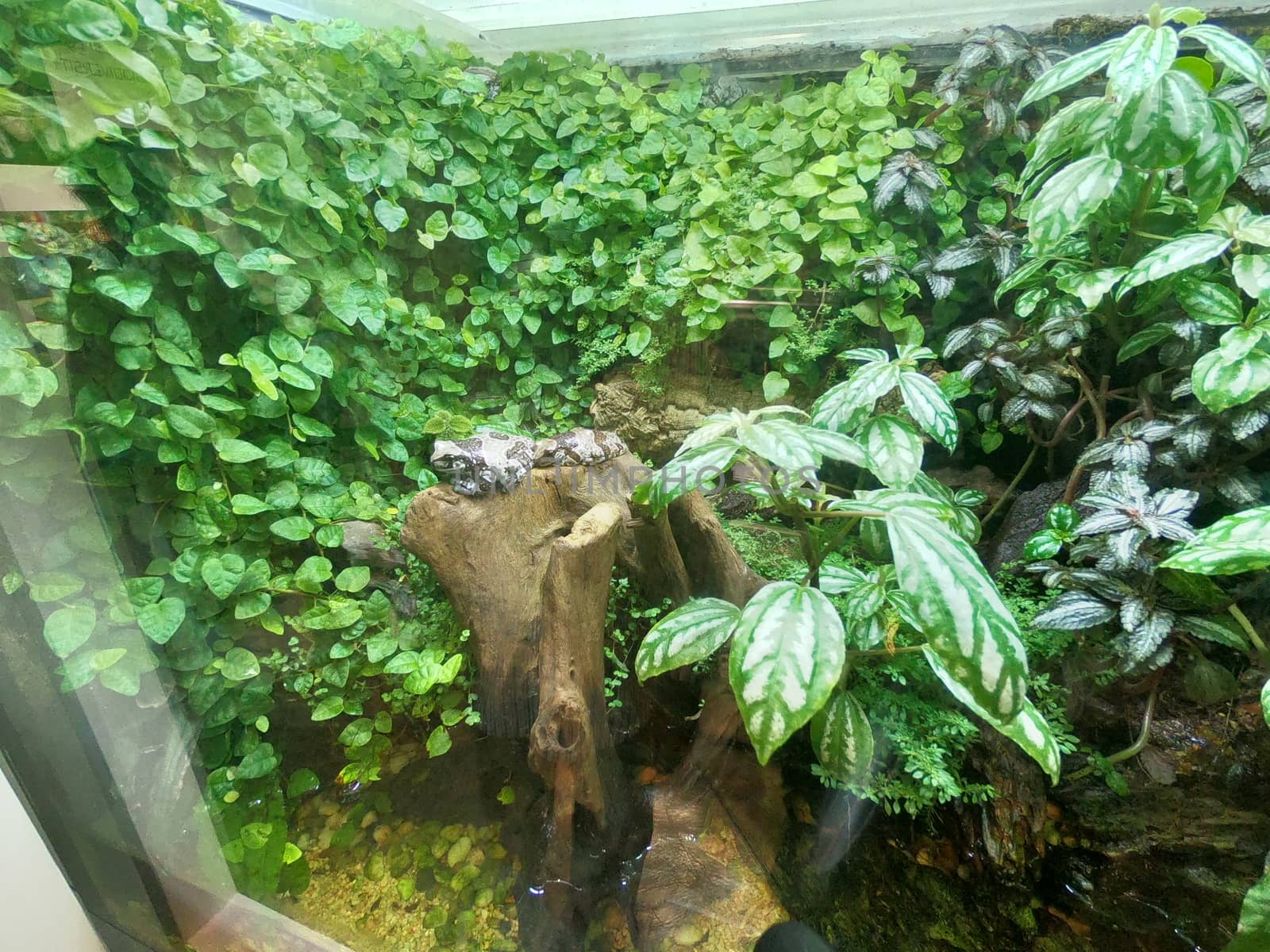 Frog Display Behind Glass in Green Planet - Indoor Tropical Rain Forest Tourist Attraction, City Walk, Dubai by sn040288