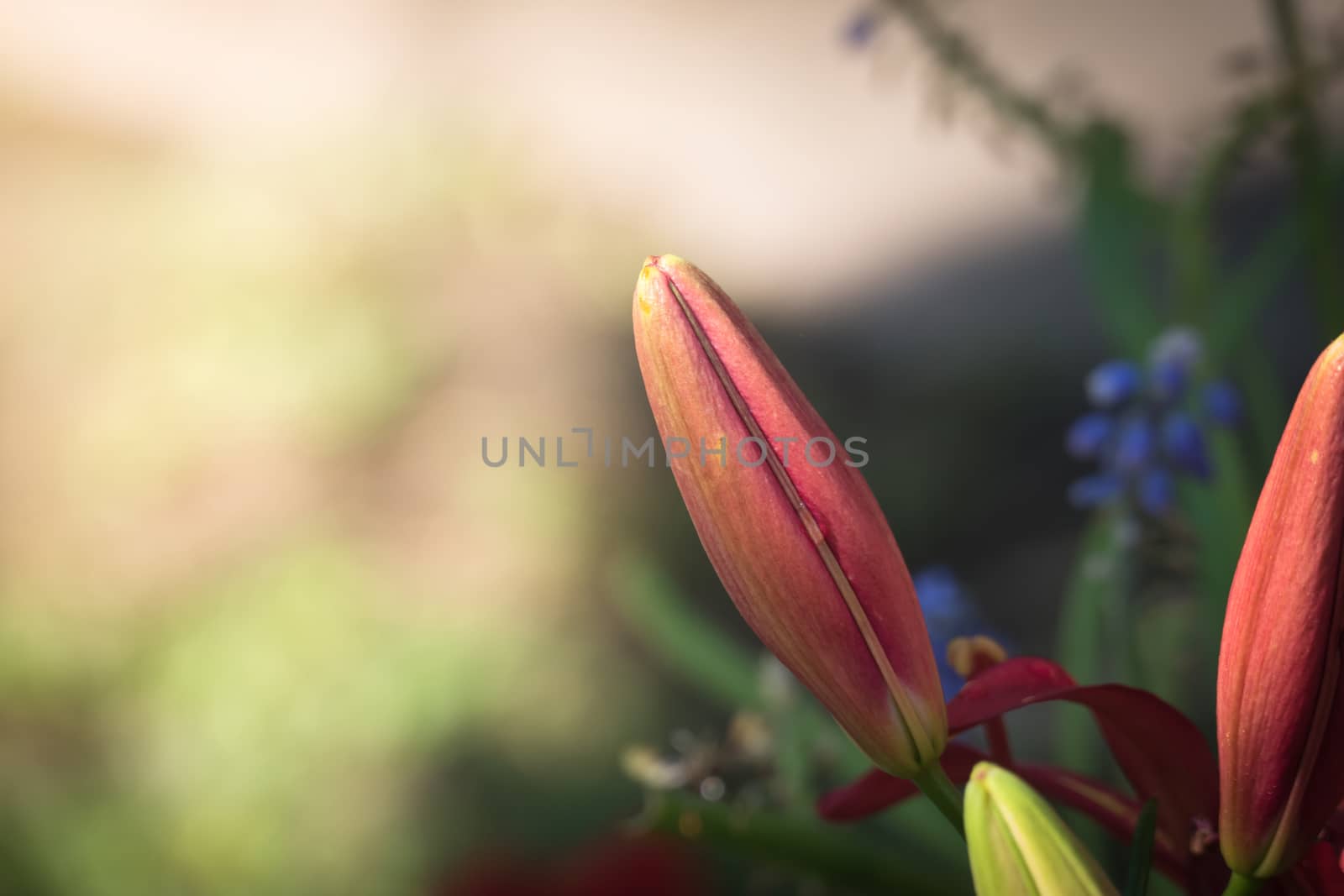 Beautiful bouquet of tulips. colorful tulips. nature background