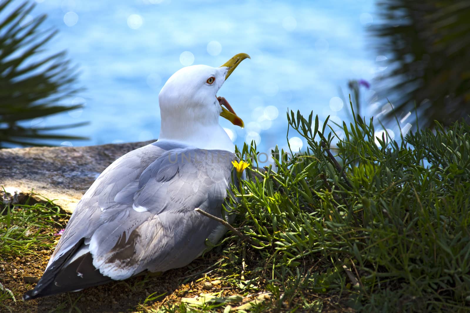 The seagull sits on a rock by the sea between the bushes. by Anelik