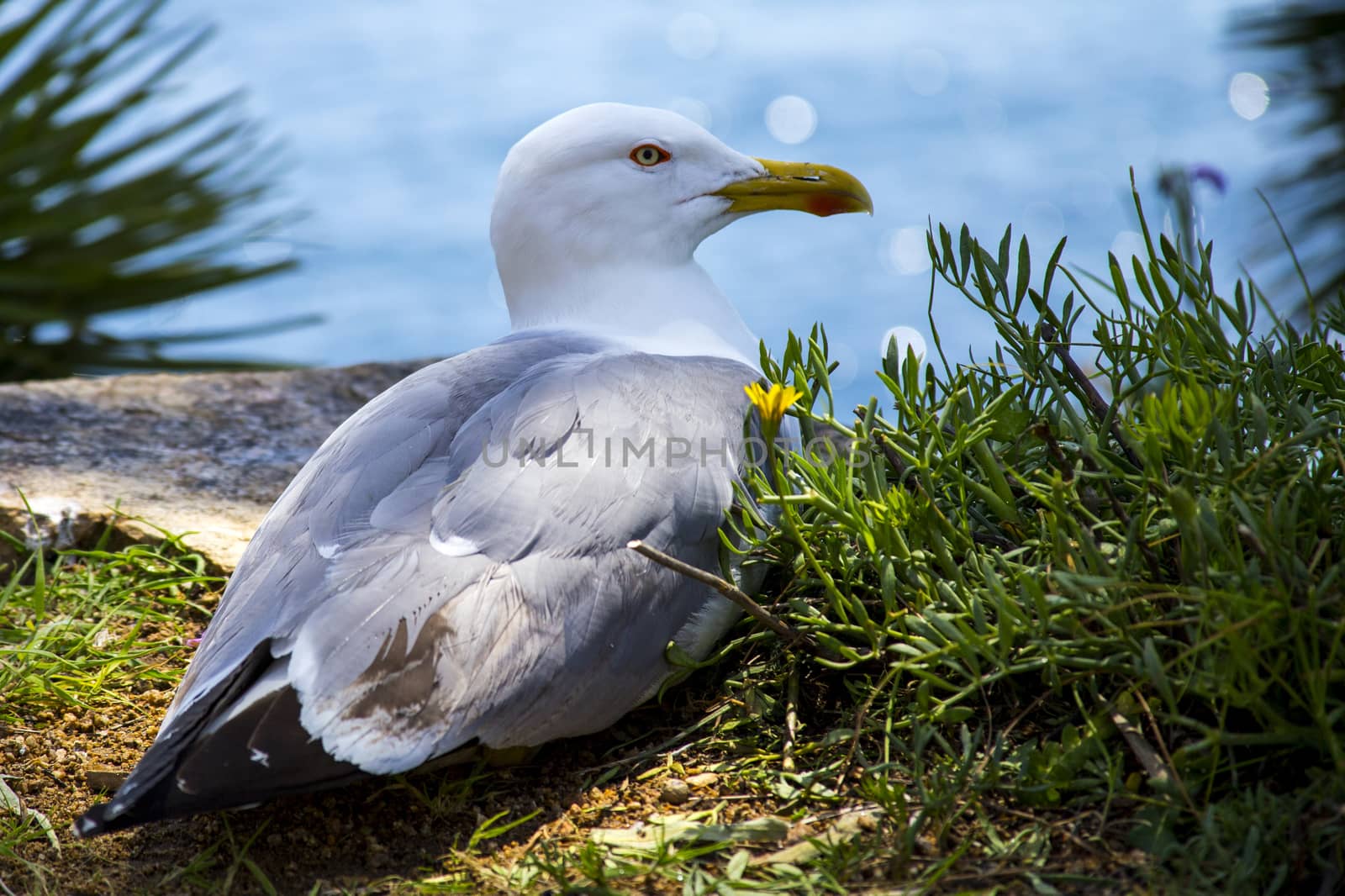 The seagull sits on a rock by the sea between the bushes. by Anelik