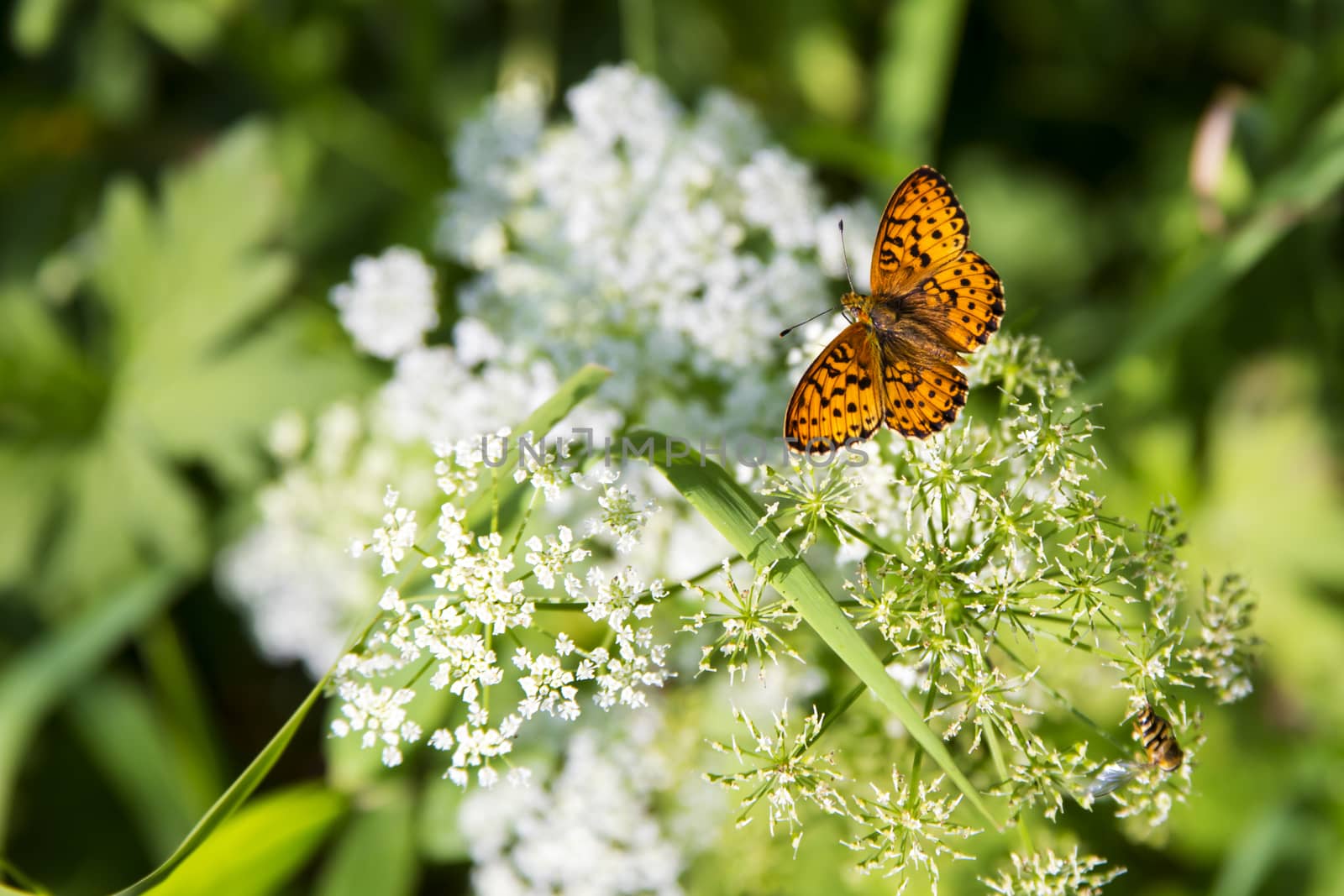 Beautiful bright Butterfly Boloria selene sits on a white field flower Queen Anne's lace.