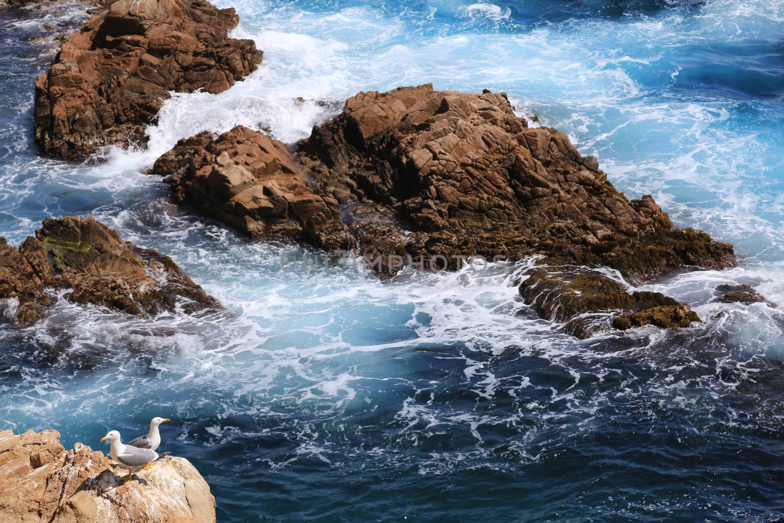 Top view on the rock in the deep blue sea and seagulls on a sunny day