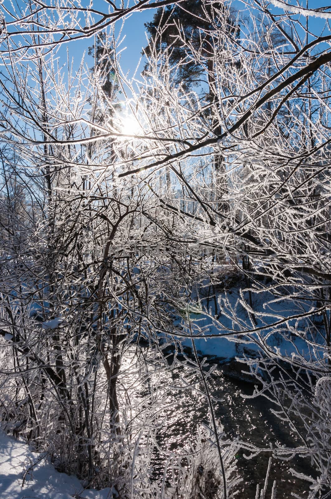 sun filters through the snow-covered branches