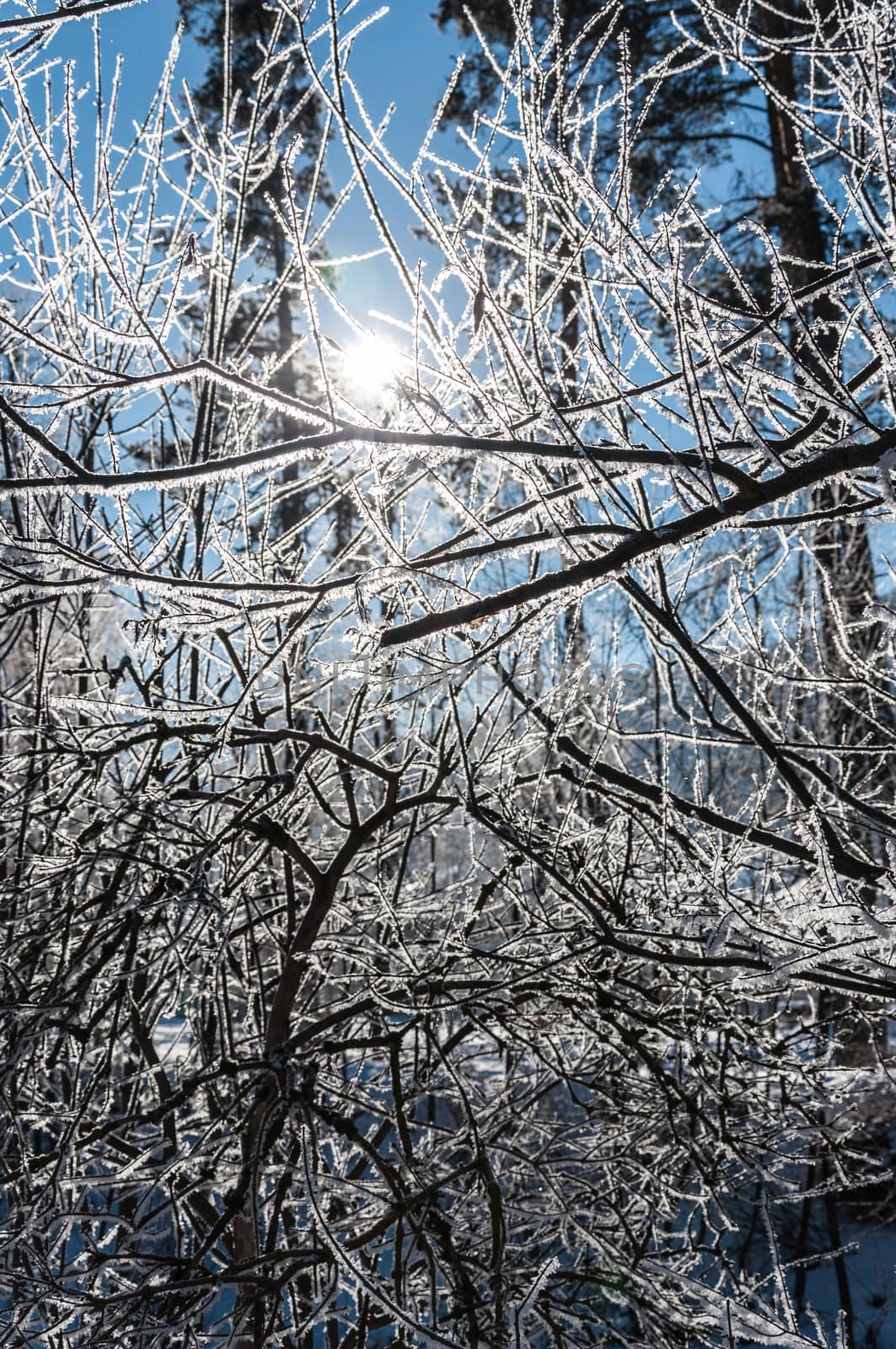 sun filters through the snow-covered branches