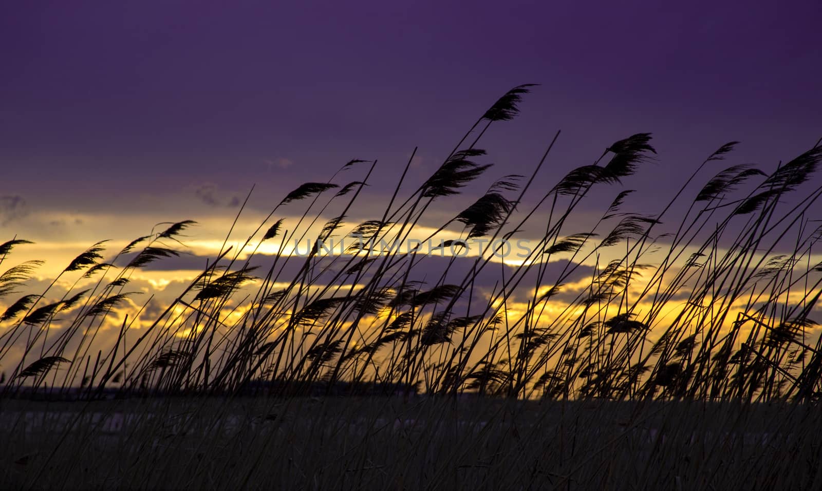 Grass at background sky and sun at sunset. Silhouette of spikelet grass against background of colorful sky and clouds in summer at sunset.