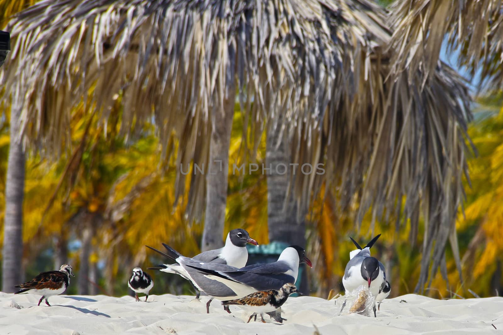 Gulls and tropical birds on a white sandy beach found a plastic bag with bread left by a tourist and try to break it to eat.