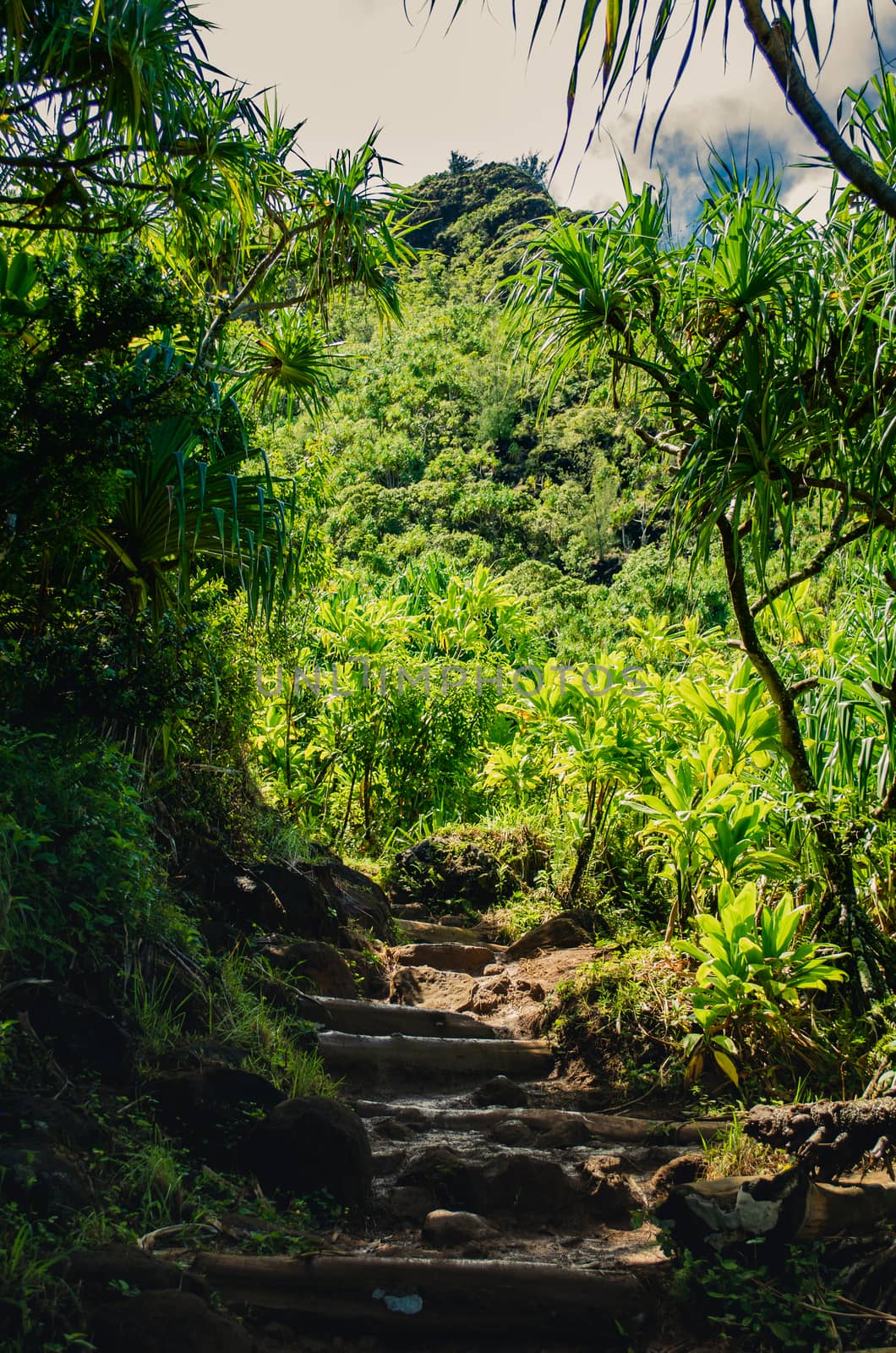 Natural path through the forest in Hawaii, US by mikelju