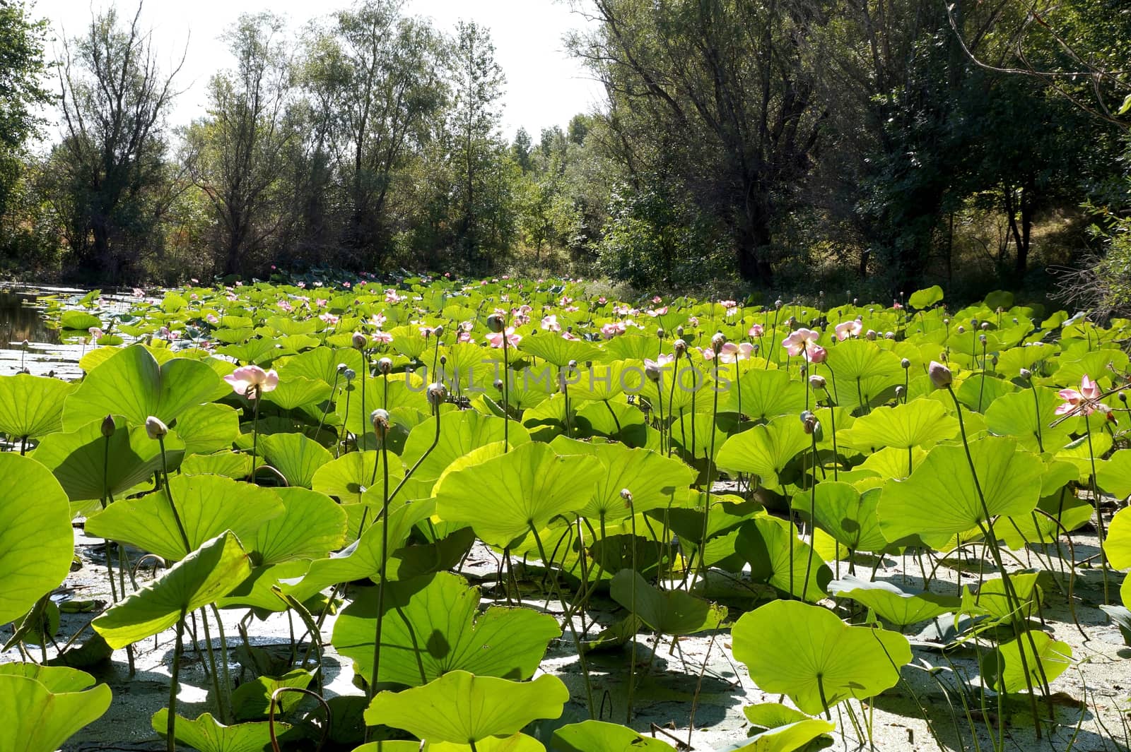 Lotuses in a flood plain of the Volga River in the Volgograd region in Russia