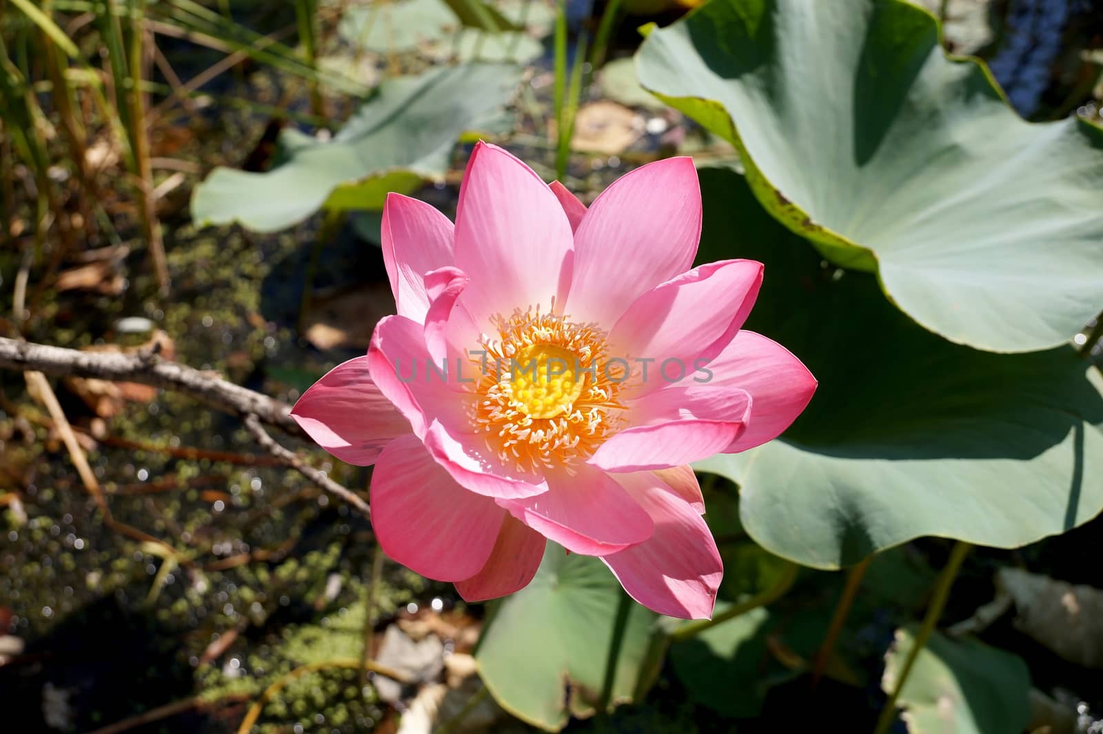 Lotus flower in a small reservoir by Vadimdem