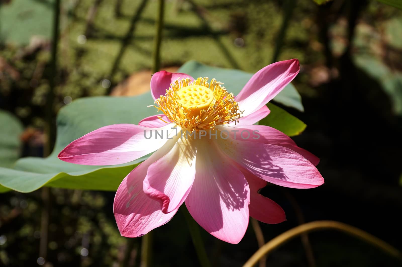 Lotus flower in a small reservoir in the territory of the Volgograd region