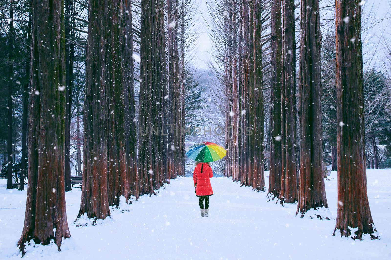 Girl with colourful umbrella in row tree, Nami island in South Korea. Winter in South Korea. by gutarphotoghaphy