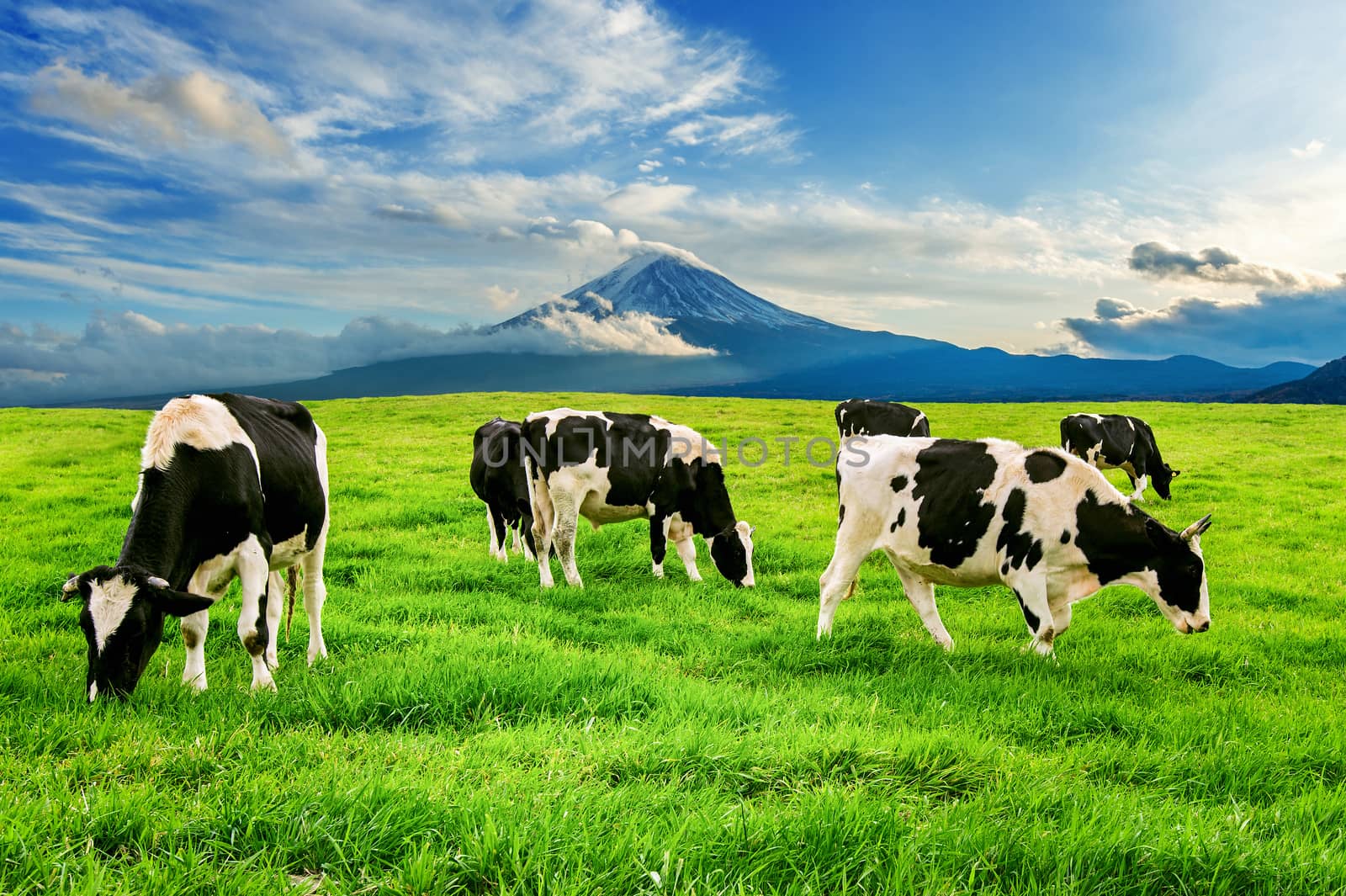 Cows eating lush grass on the green field in front of Fuji mountain, Japan.