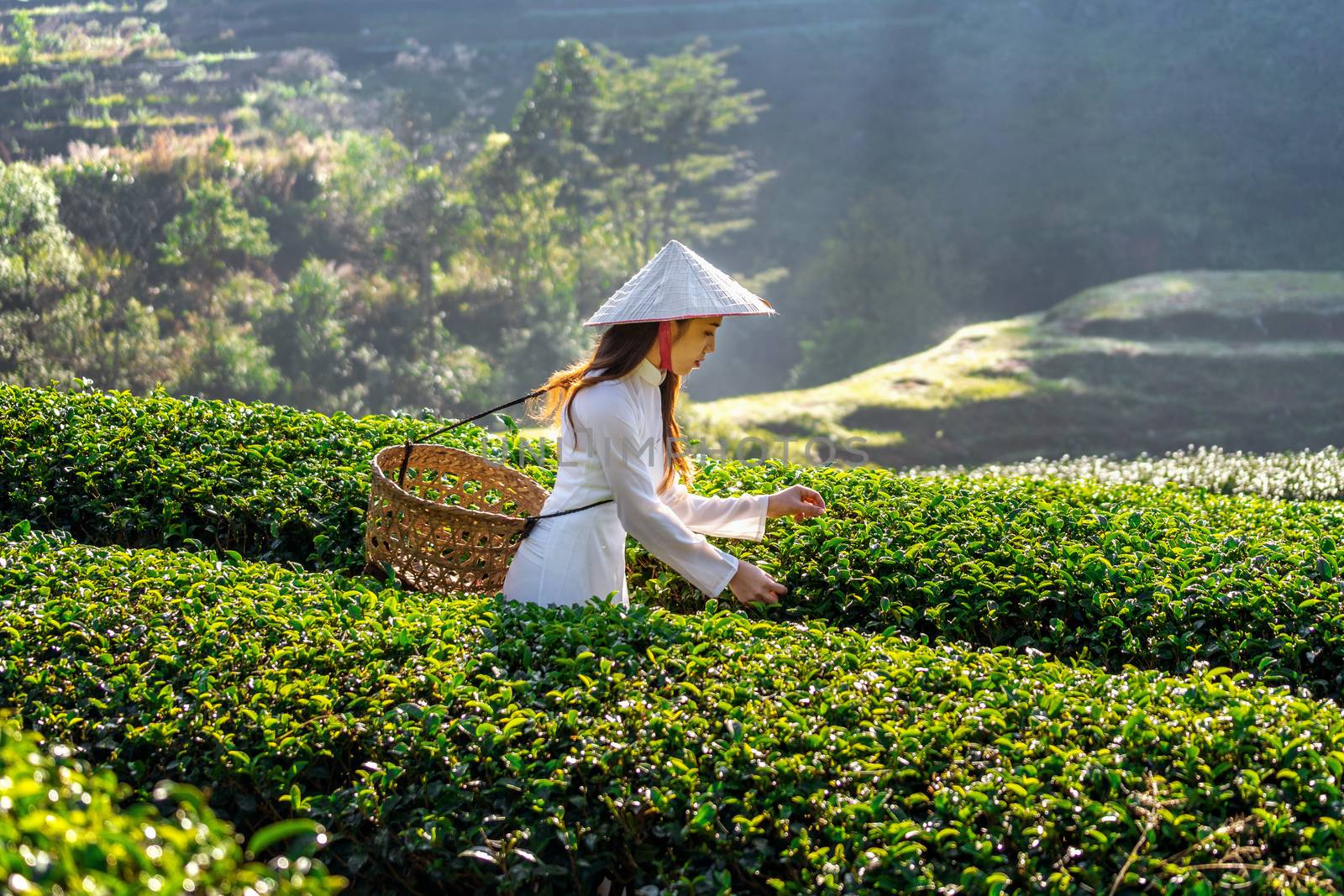 Asian woman wearing Vietnam culture traditional in green tea field. by gutarphotoghaphy