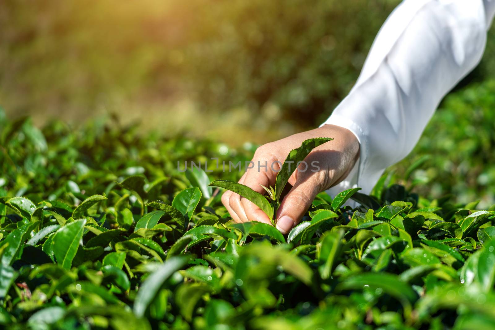 Woman picking tea leaves by hand in green tea farm. by gutarphotoghaphy