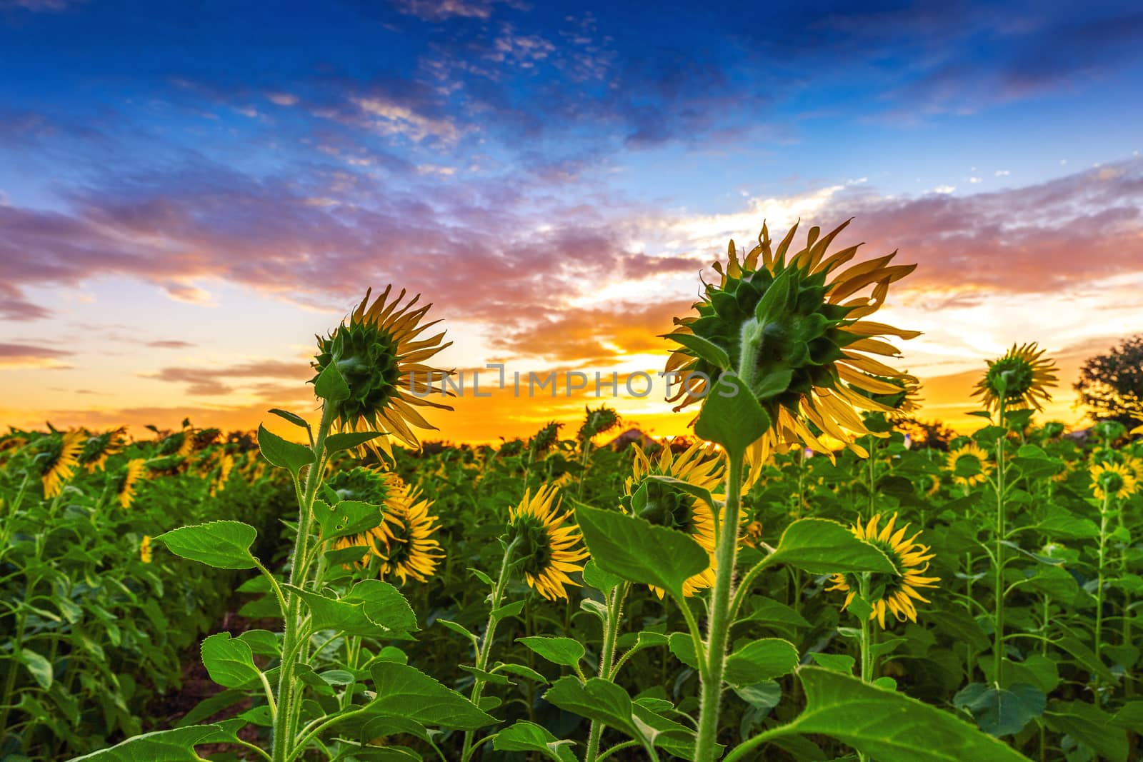 field of blooming sunflowers at sunrise. by gutarphotoghaphy