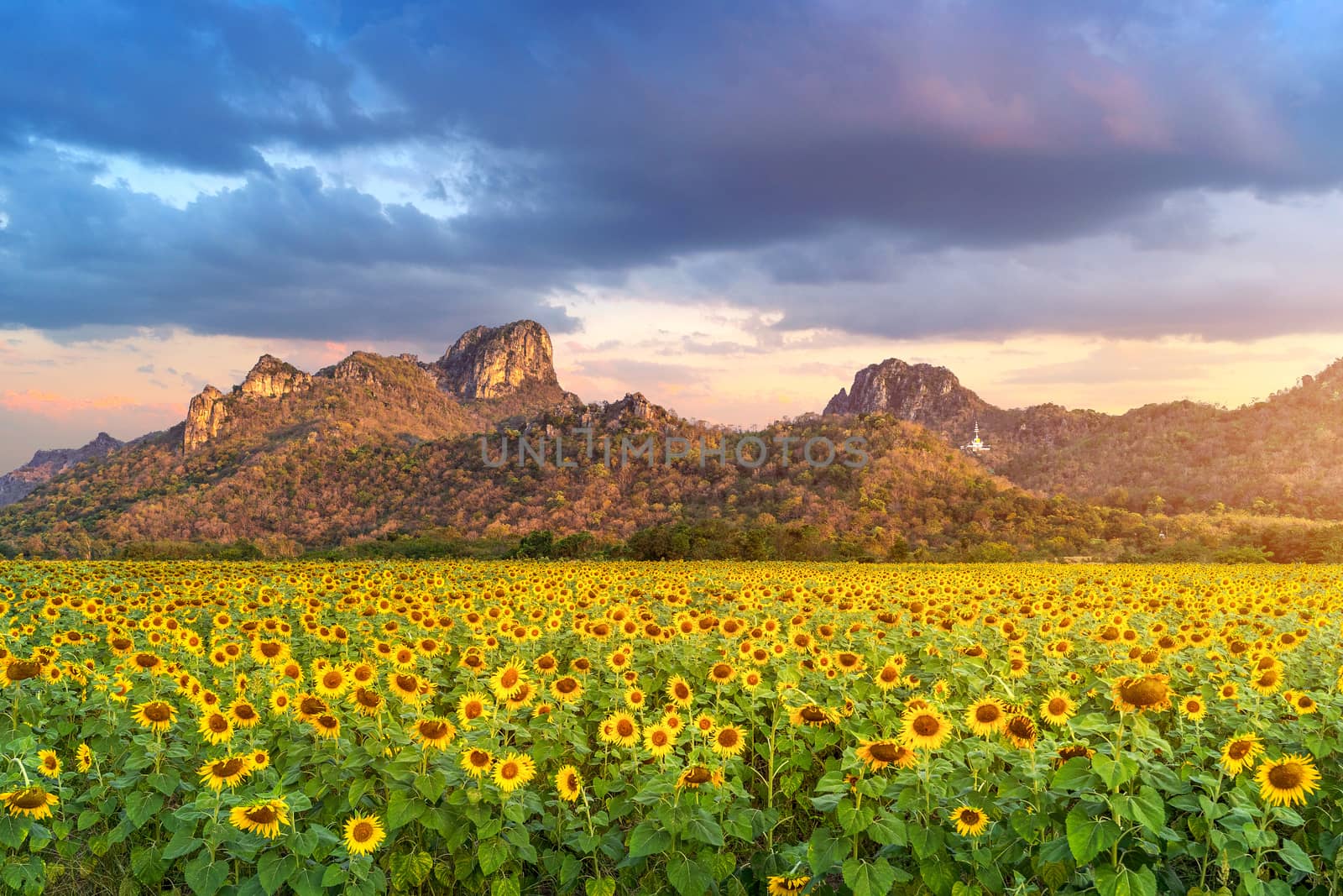 field of blooming sunflowers at sunrise. by gutarphotoghaphy