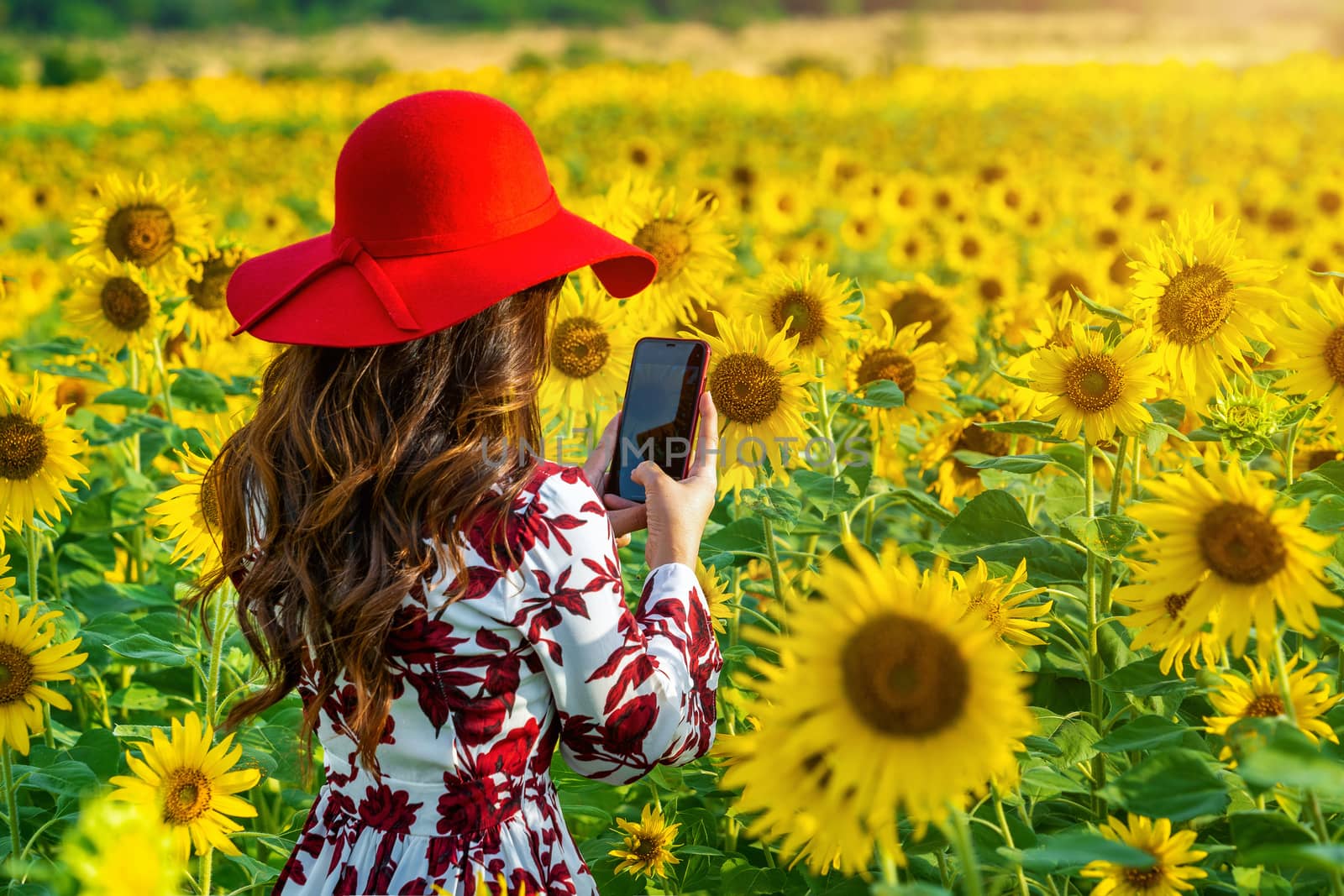Young woman take a photo in a field of sunflowers. by gutarphotoghaphy