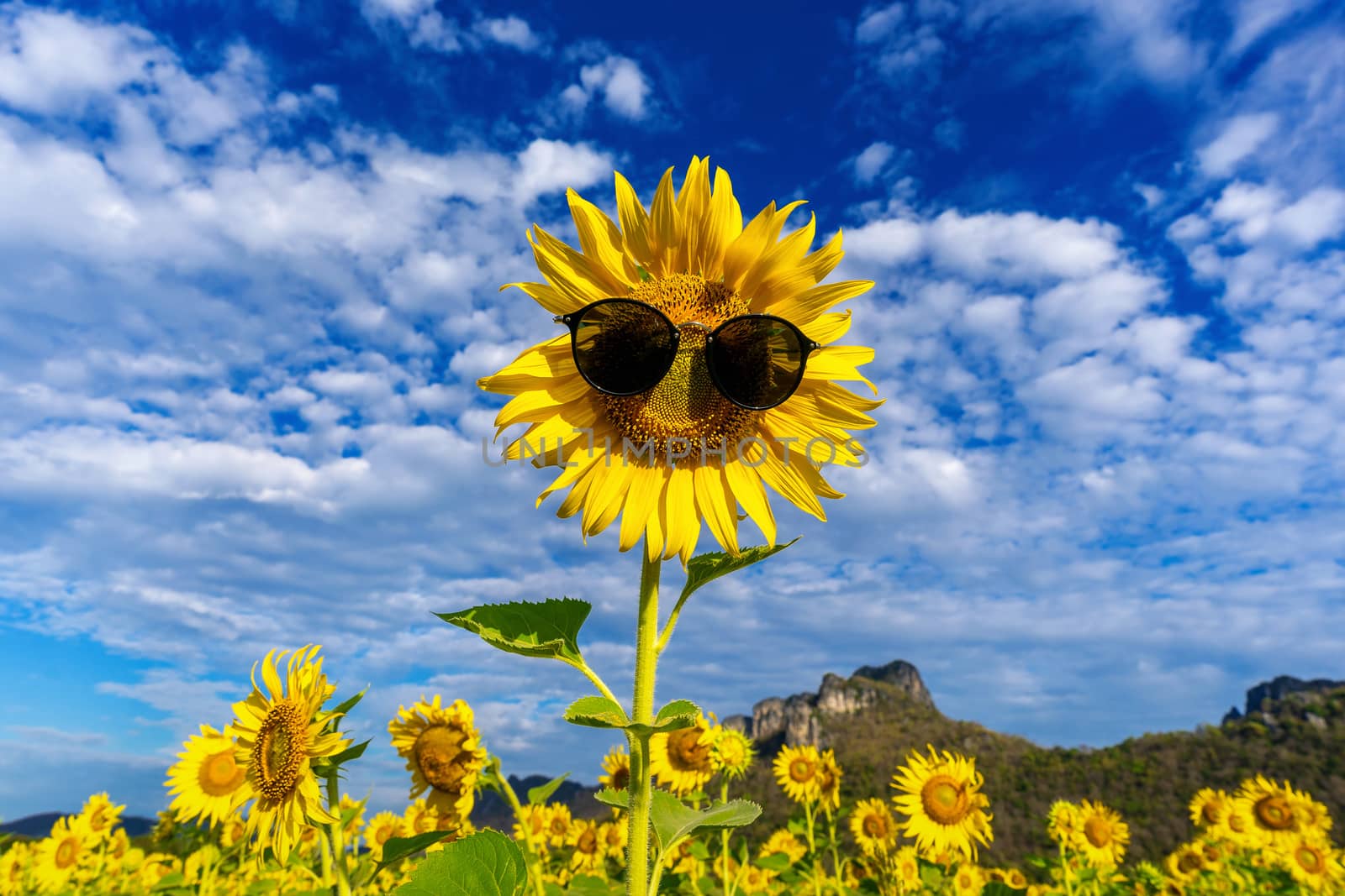 sunflowers with sunglass by gutarphotoghaphy