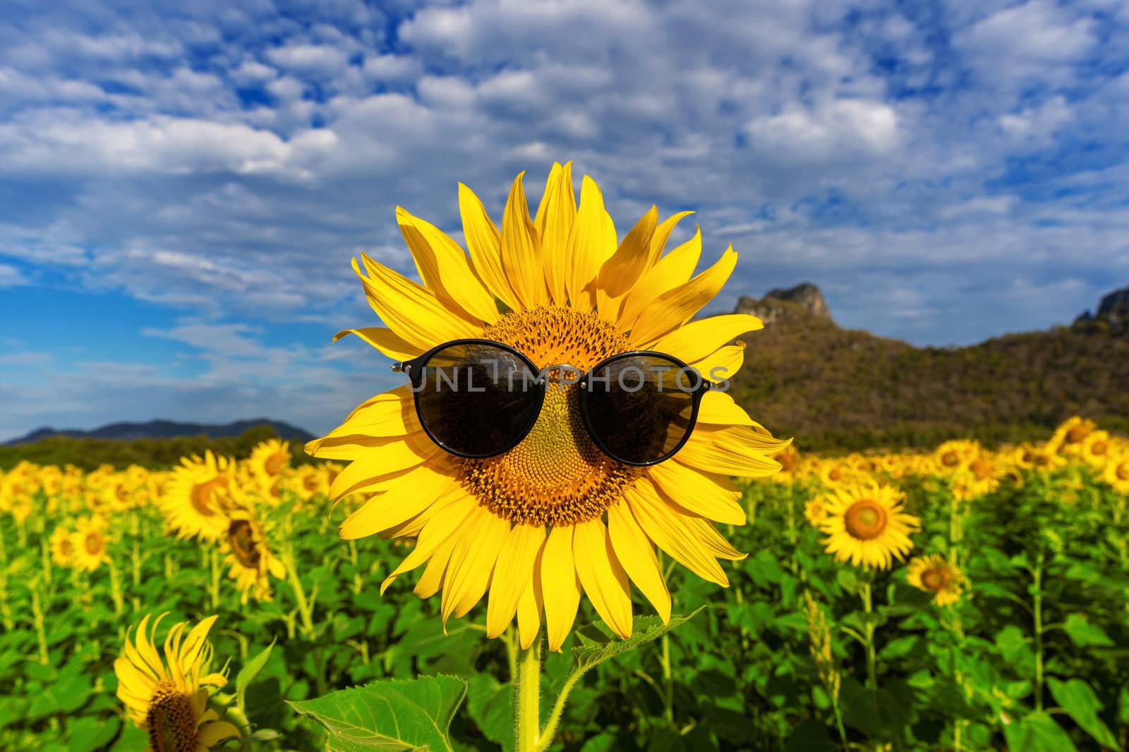sunflowers with sunglass