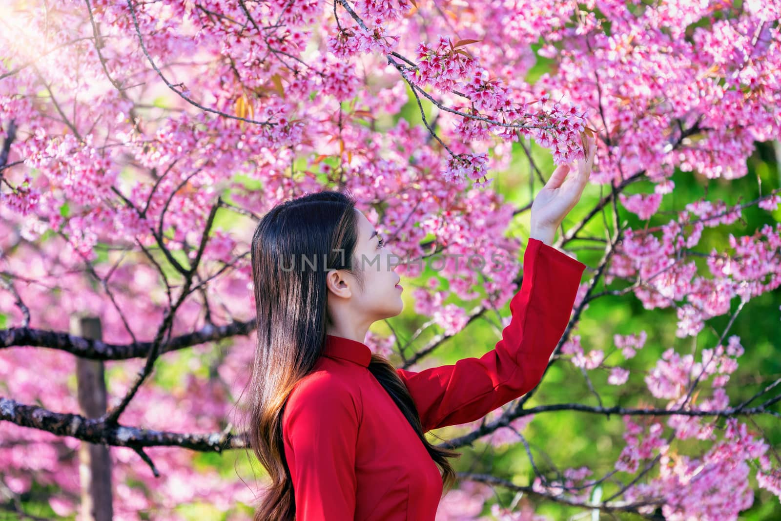 Woman wearing Vietnam culture traditional in cherry blossom park by gutarphotoghaphy