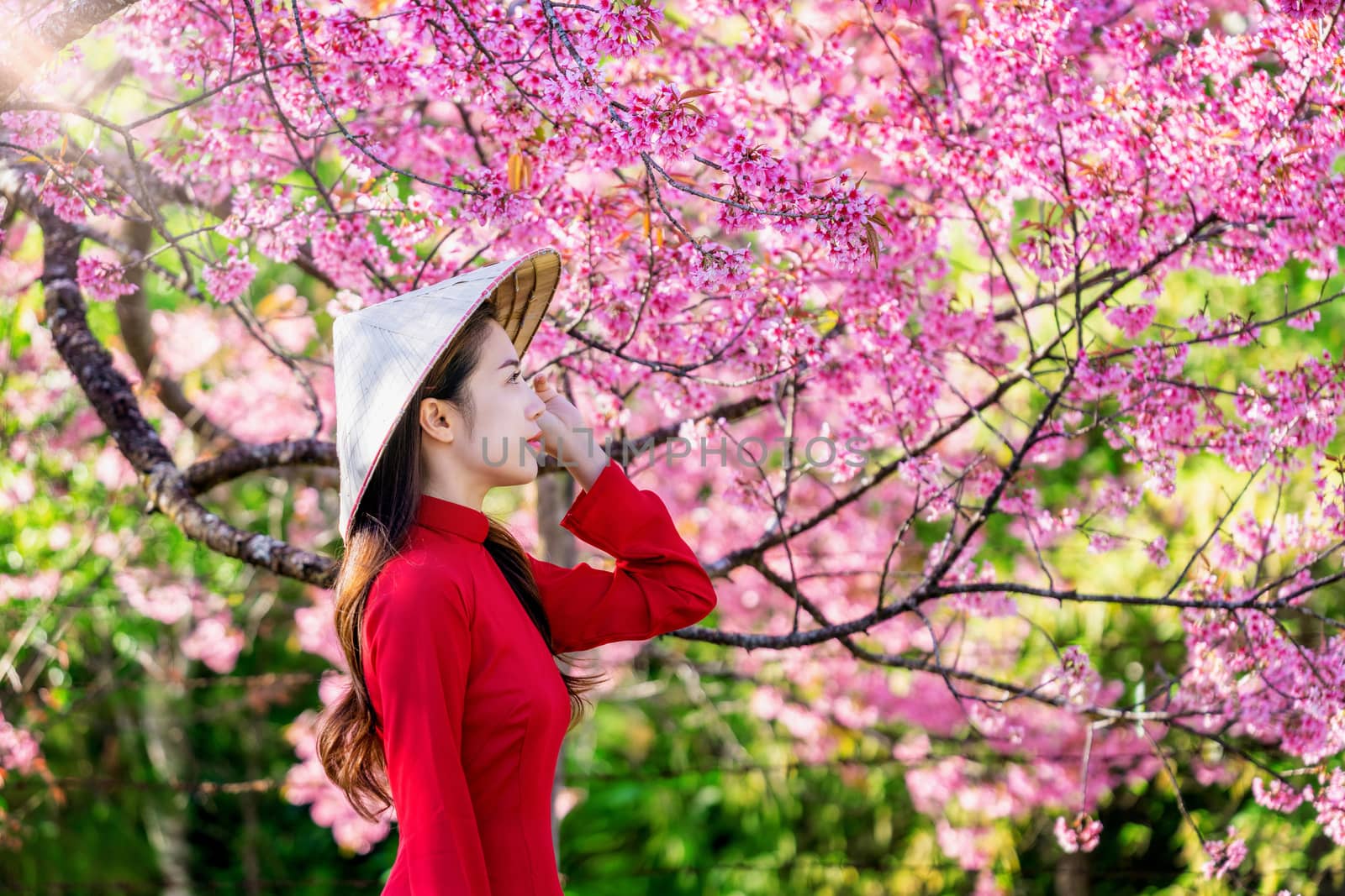 Woman wearing Vietnam culture traditional in cherry blossom park by gutarphotoghaphy