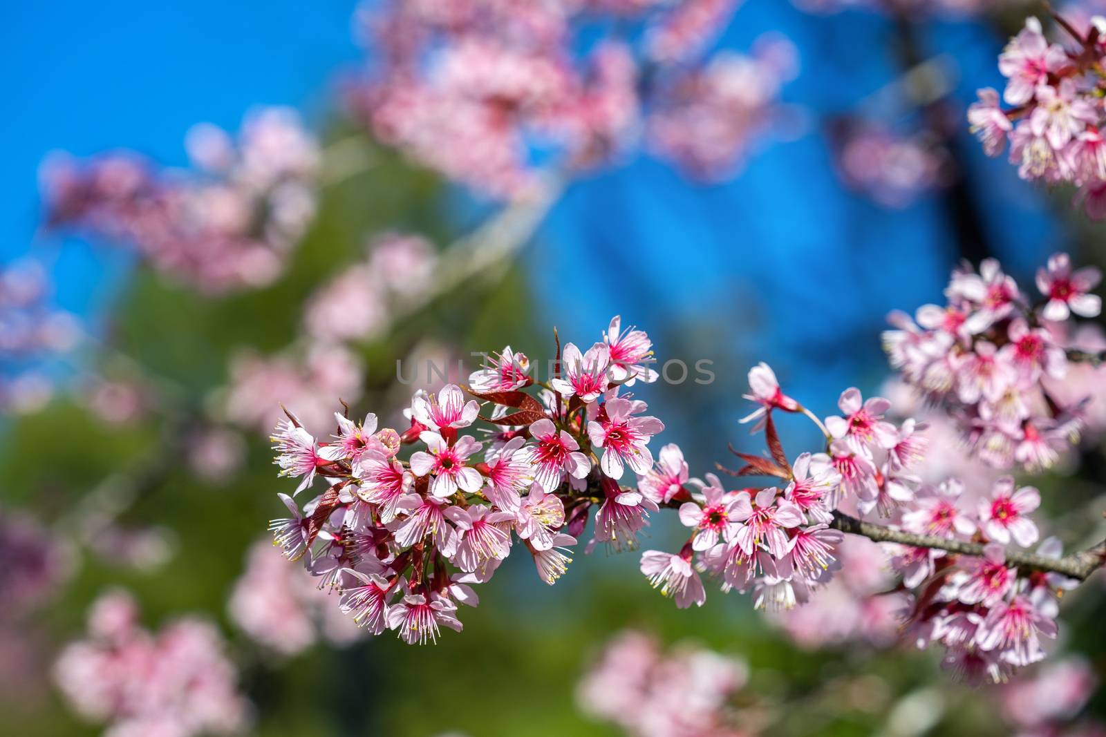 Cherry blossoms sakura full bloom in spring.