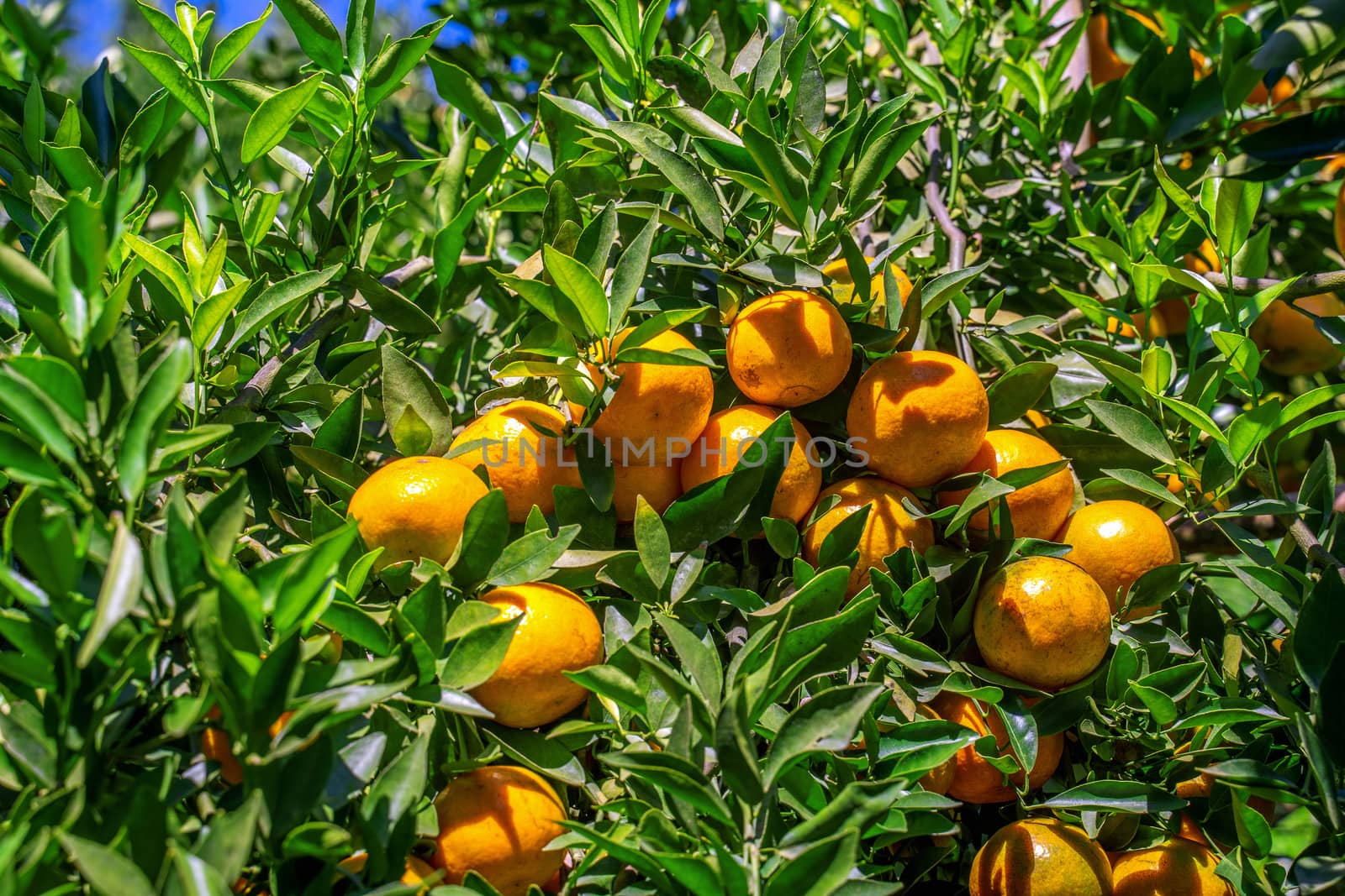 Orange garden, Orange trees in the garden. by gutarphotoghaphy