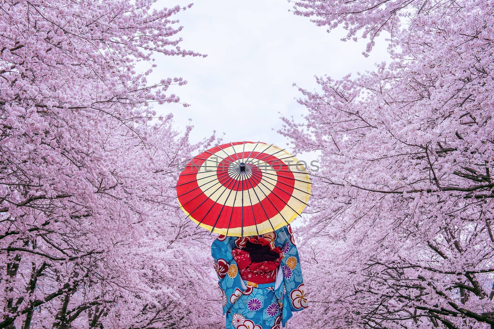 Asian woman wearing japanese traditional kimono and cherry blossom in spring, Japan. by gutarphotoghaphy