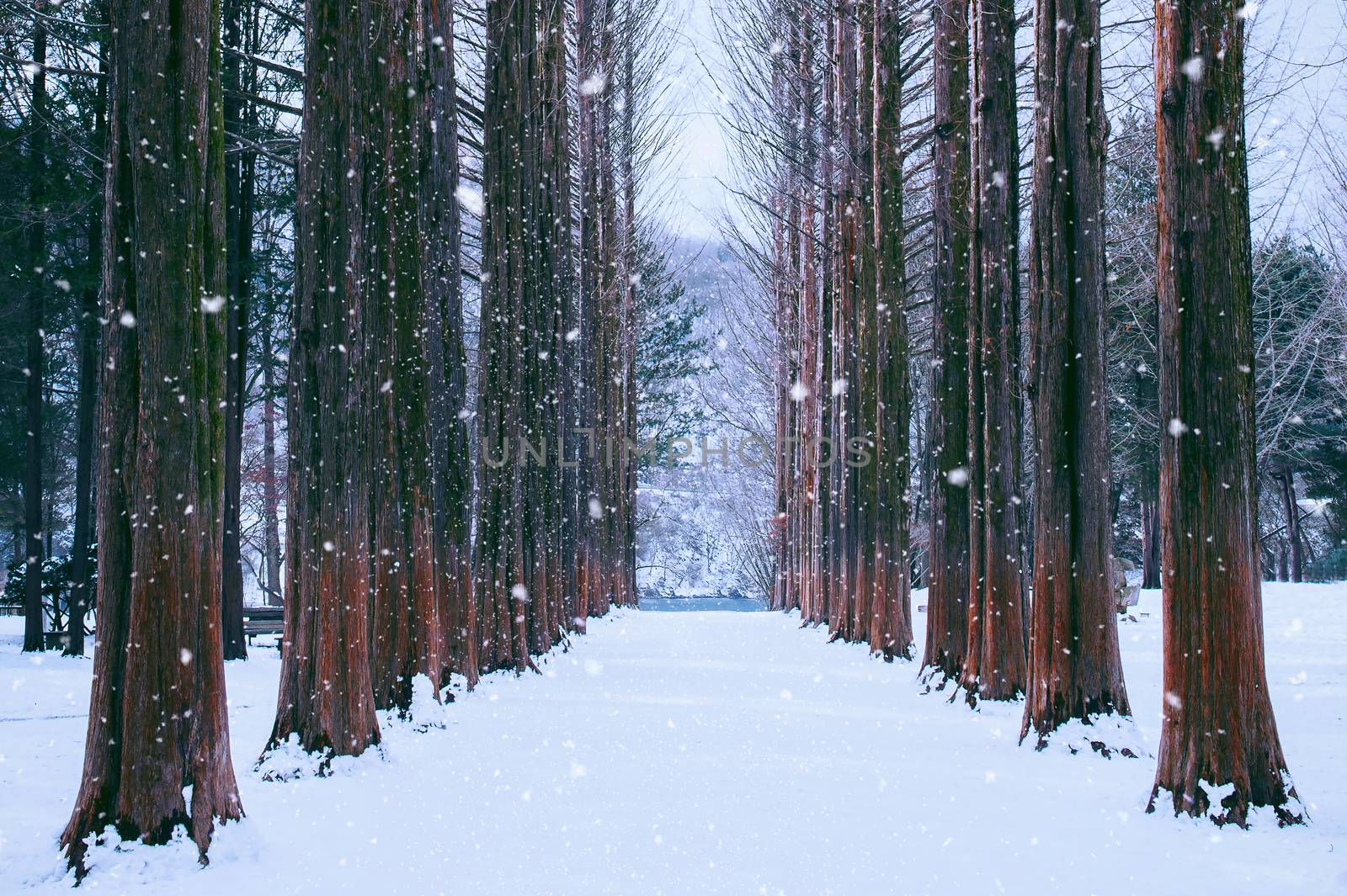 Nami island in Korea,Row of pine trees in winter. by gutarphotoghaphy