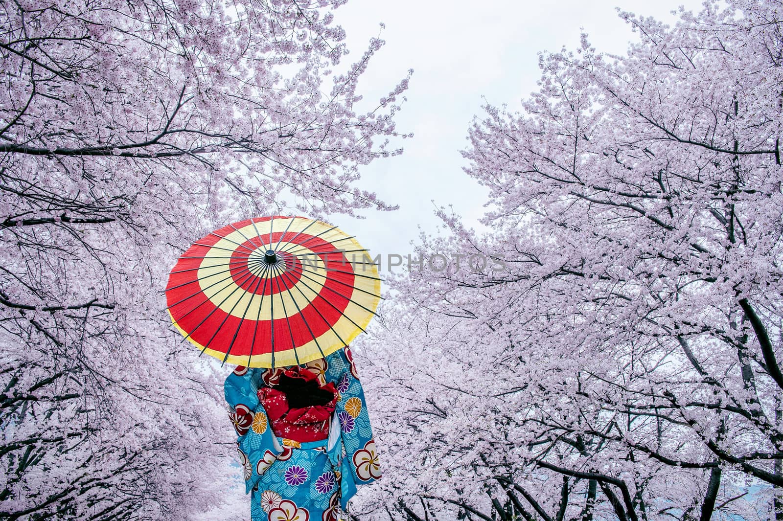 Asian woman wearing japanese traditional kimono and cherry blossom in spring, Japan. by gutarphotoghaphy