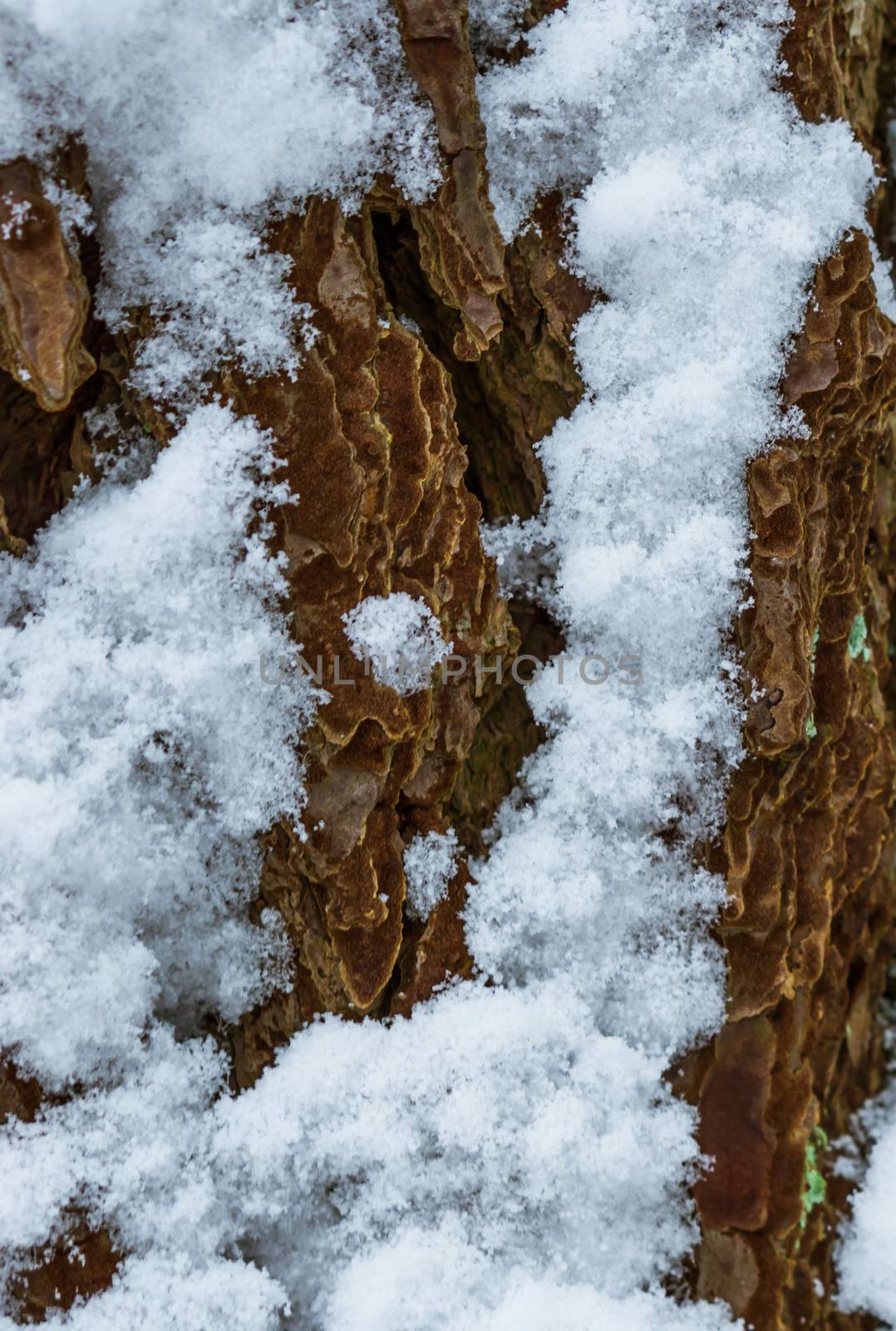 macro close up of tree bark during winter season, tree bark covered in snow, nature texture background