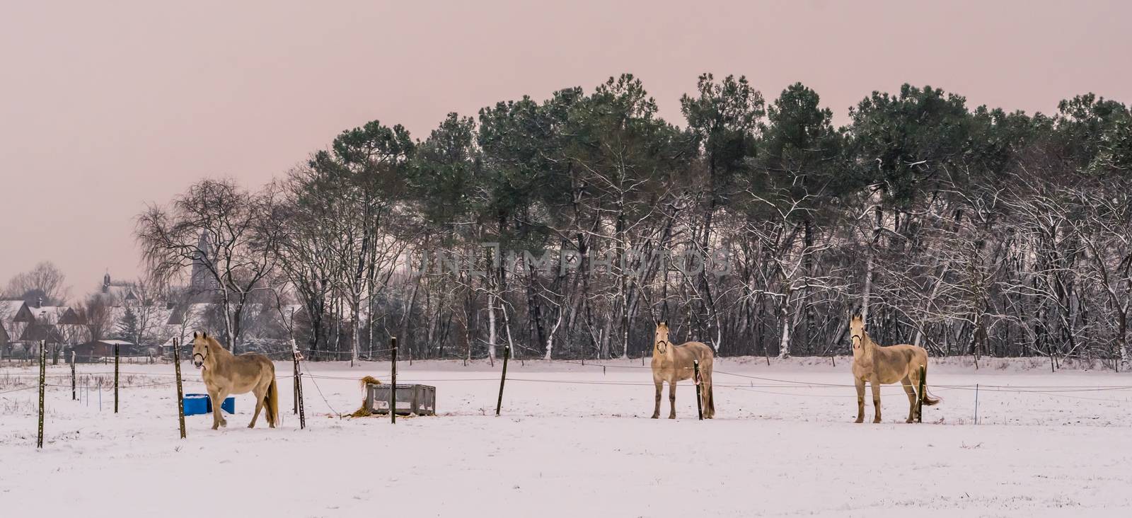 light brown horses standing in the pasture and looking at the camera during winter season, white snowy meadow, beautiful nature scenery at the countryside by charlottebleijenberg