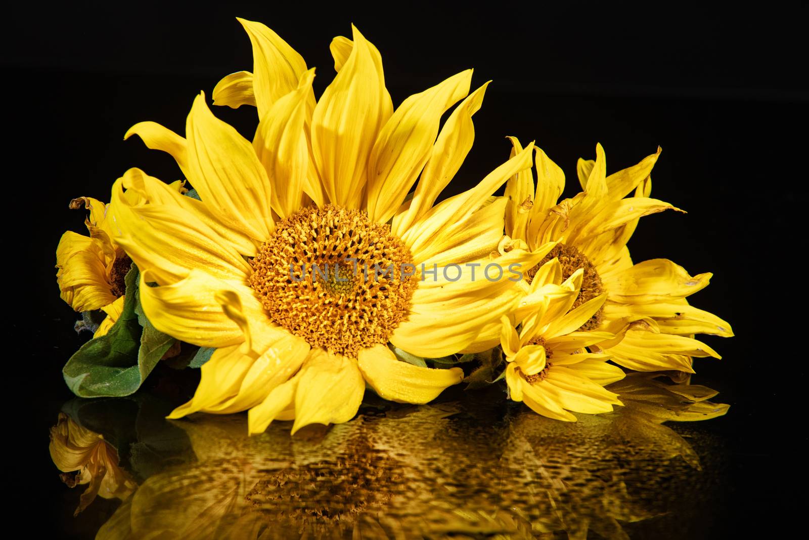 Sunflower on a refleting glass background