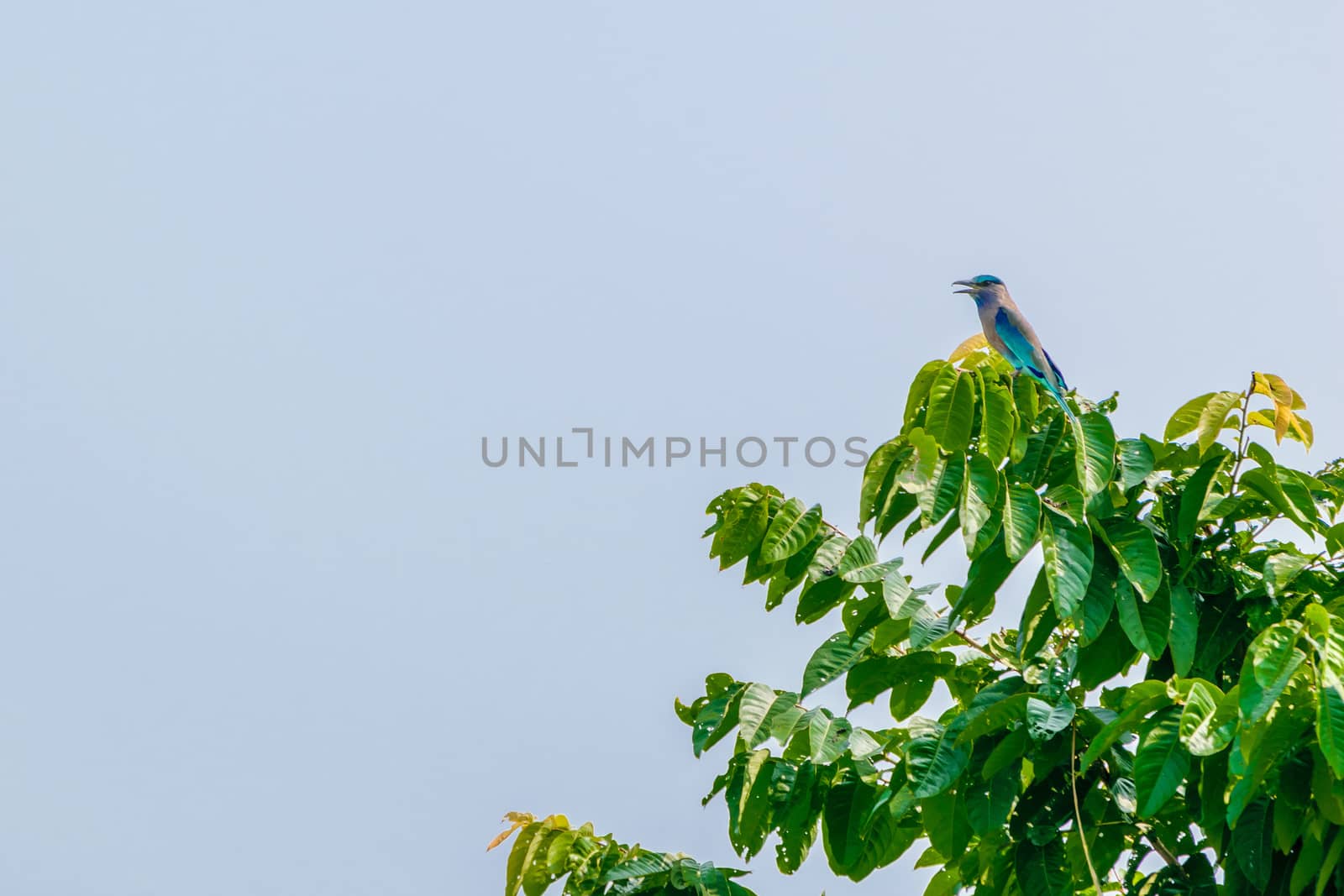 Bird on sitting on tree branch isolated. Wild himalayan cherry bird on flower tree. Summer Nature Background. Forest Scene. Close Up View Outdoors.