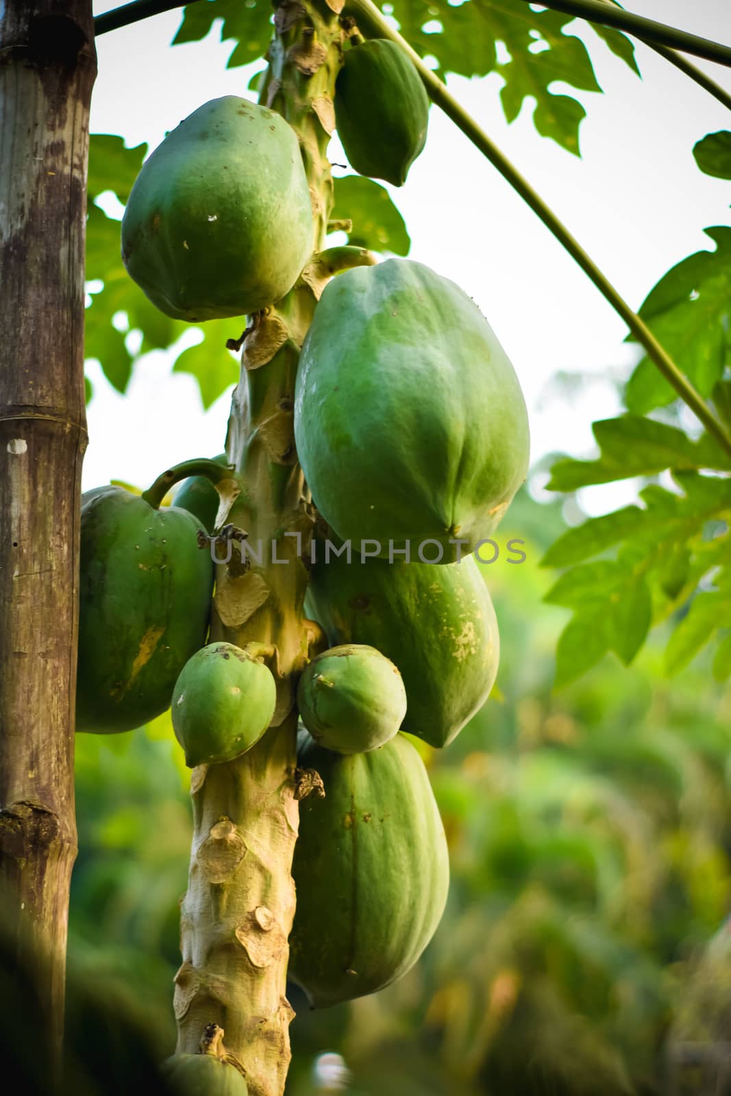 Papaya papaw or pawpaw tree with fruits. Green papaya fruits growing on papaya tree plantation and farming in popular in Usa canada UK Asia India. by sudiptabhowmick