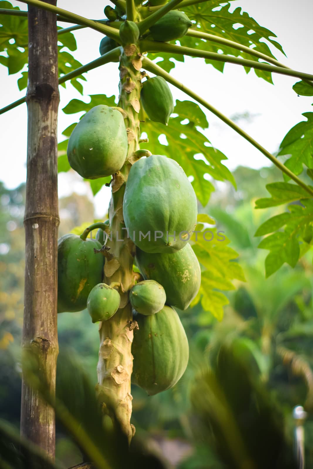 Papaya papaw or pawpaw tree with fruits. Green papaya fruits growing on papaya tree plantation and farming in popular in Usa canada UK Asia India. by sudiptabhowmick