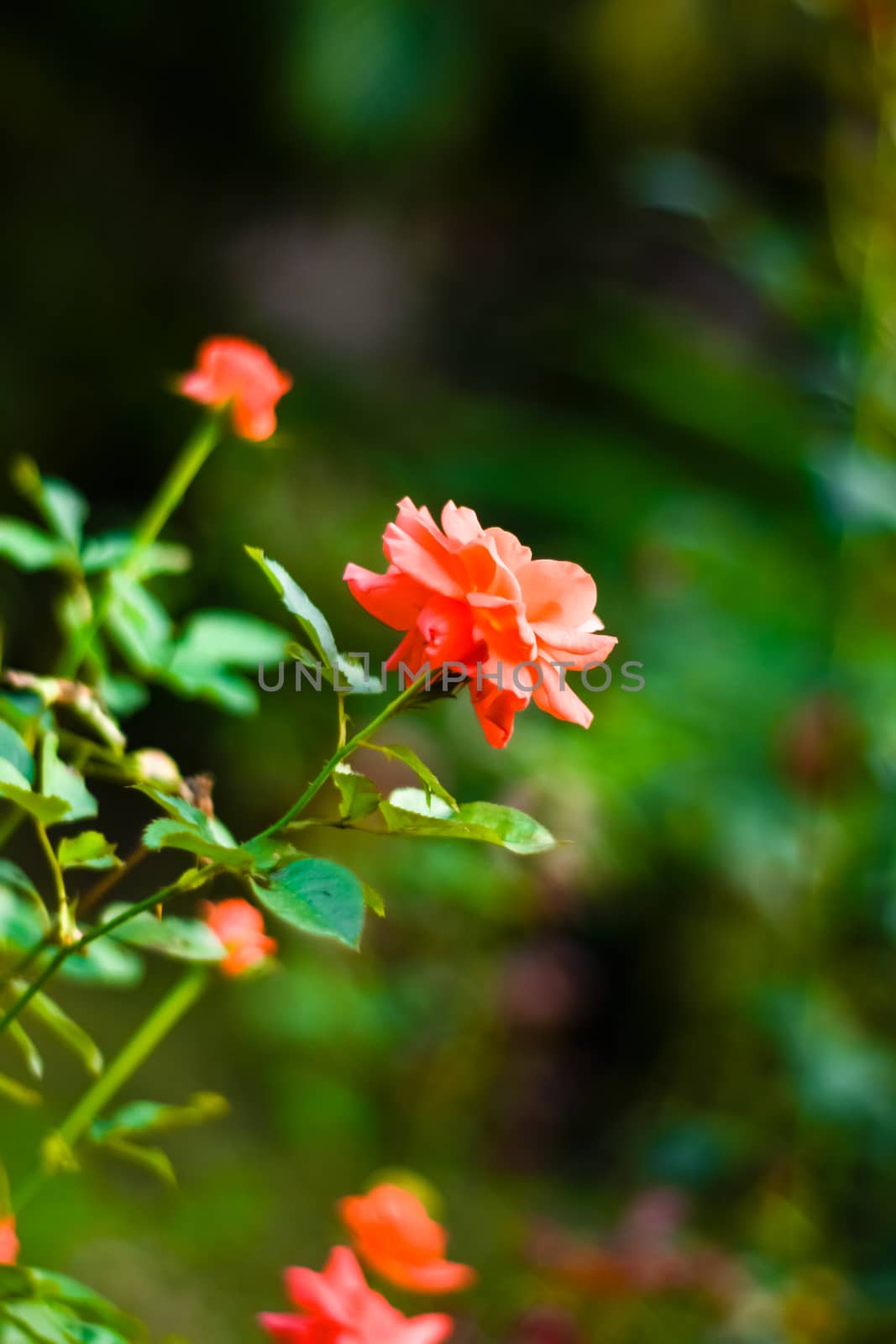 Close up beautiful many red rose on green branch. Rose and bud on garden. Valentines background. Pink rose with fresh leaves branches. Spring summer wedding romantic elegant date marriage symbol. by sudiptabhowmick