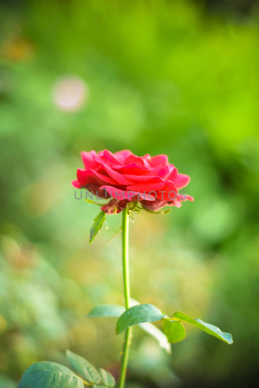 Close up of beautiful one red rose on green branch. Rose and bud on garden. Valentines background. Pink rose with fresh leaves branches. Spring summer wedding romantic elegant date marriage symbol. by sudiptabhowmick